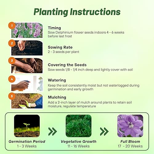 Miniatura 4 de Outsidepride Magic Fountains - Semillas de Delphinium - 200 piezas de semillas perennes, autosembradas, tolerantes al calor y a la sequía para