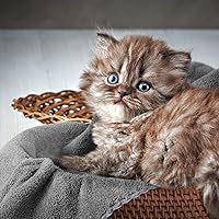 Vista 6 de Thyle 12 almohadillas lavables para orina para perros, reutilizables, impermeables, para entrenamiento de cachorros, absorbentes a granel, tapetes