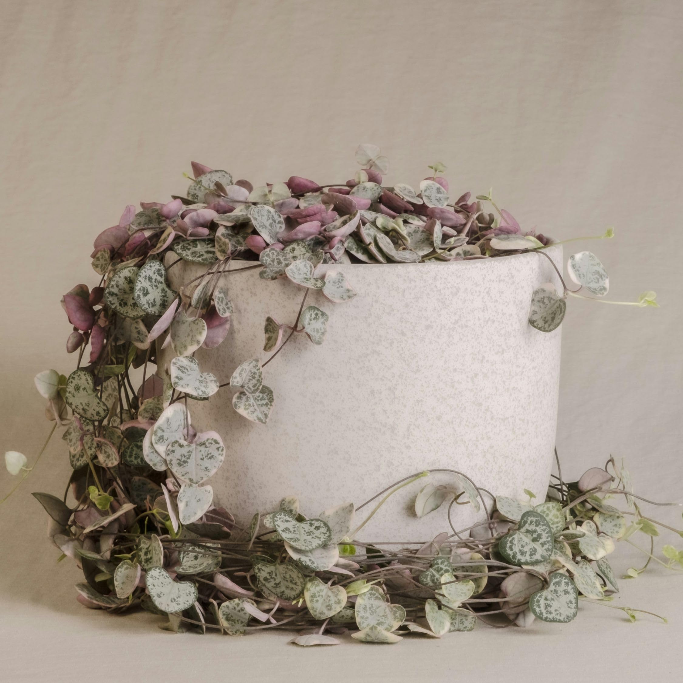 Plant in a Box - Ceropegia linearis Woodii - 2er Set - Lampionpflanze - Kettenpflanze - Topf 14cm - Höhe 20-30cm