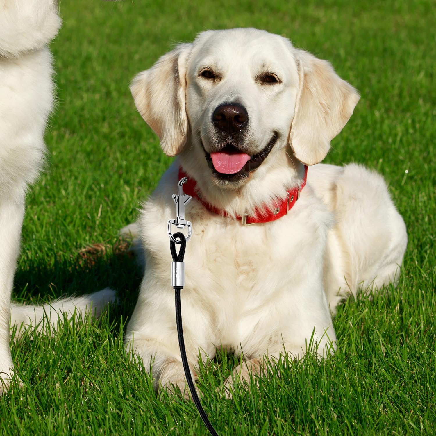 QWORK® 3m Cavo di Fissaggio per Cani in Acciaio Inossidabile con Ganci girevoli a 360°, Resistente alle Intemperie