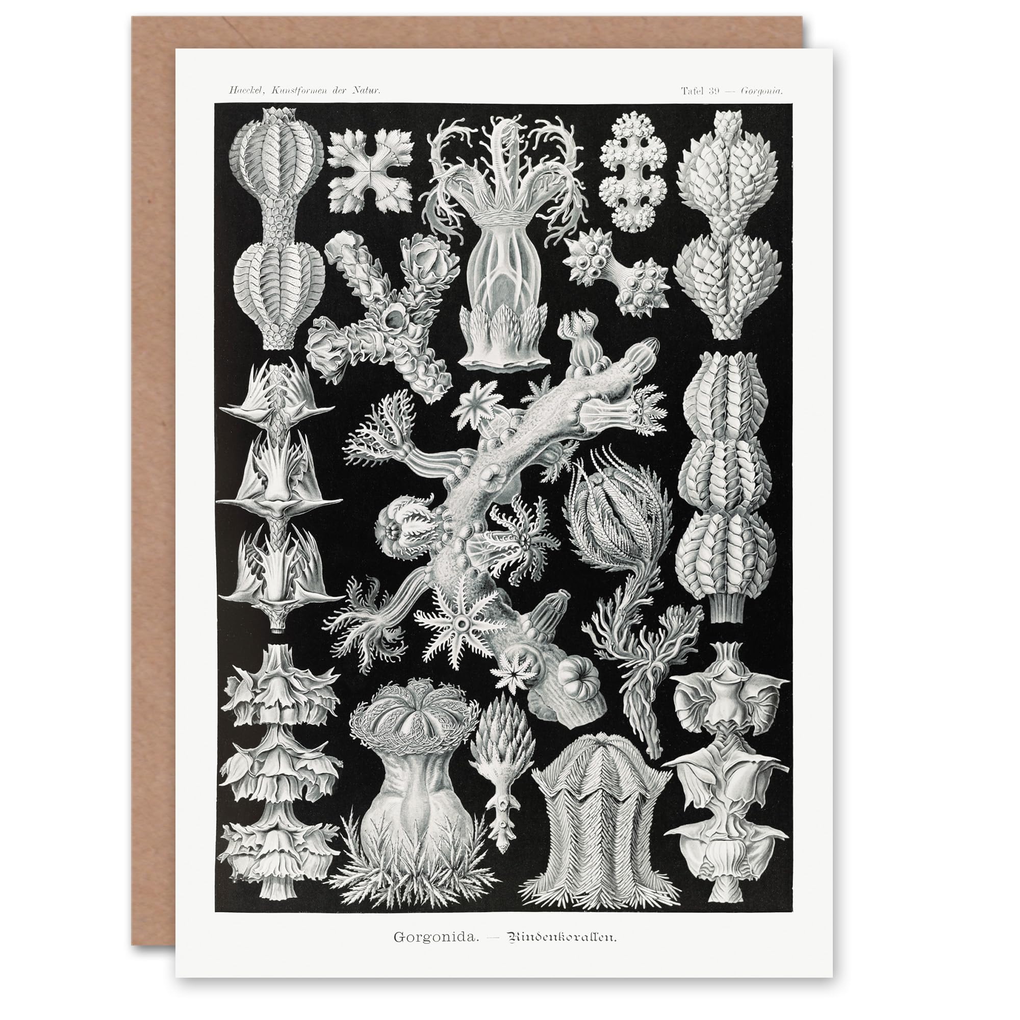 Artery8 - Greeting Card - Vintage Coral Illustration - Black