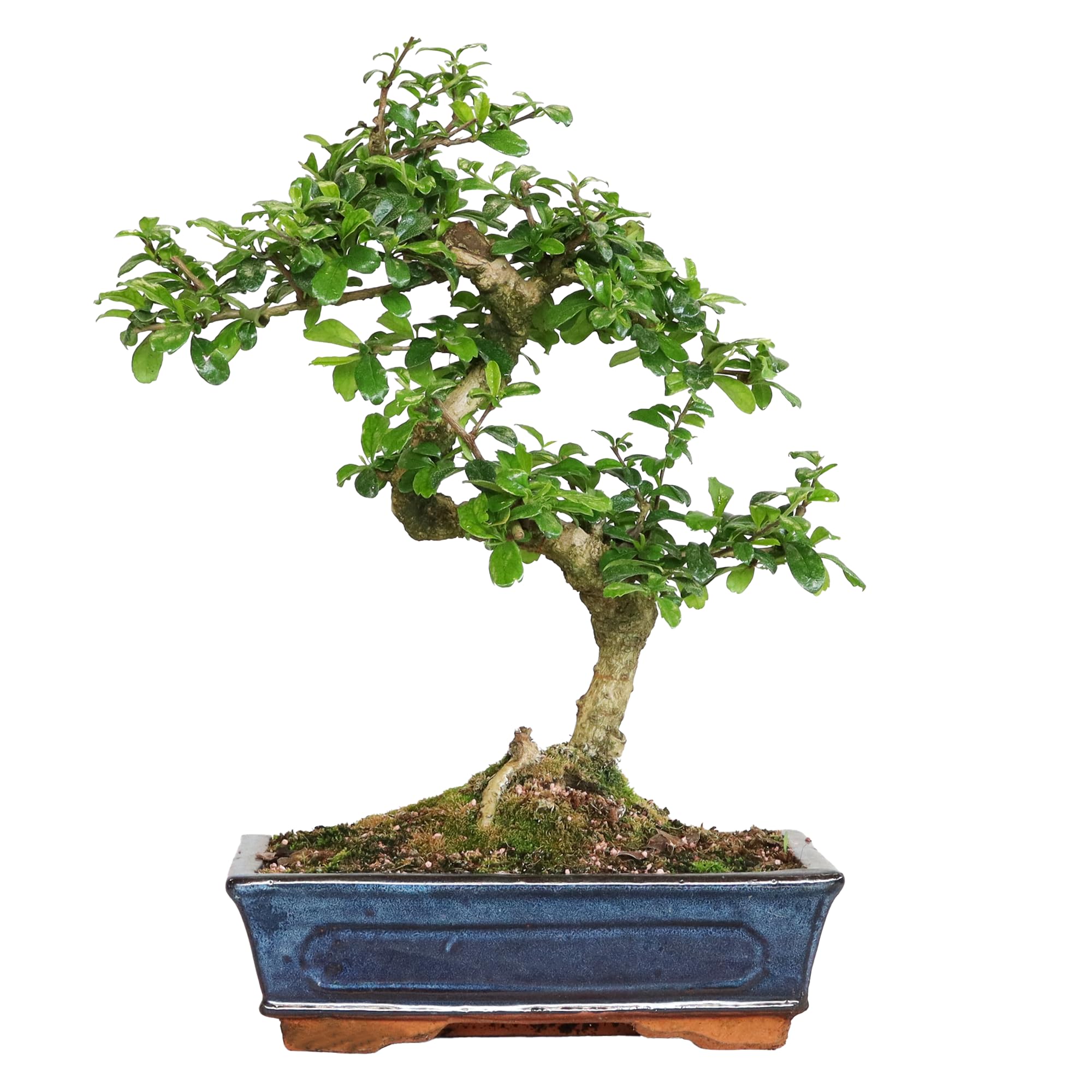 KENTIS - Bonsai Carmona - Bonsai Tè del Fukien Tè Coreano - Piante Vere da Appartamento - Pianta da Interni - H 35-​45 cm Vaso Ø 25 cm a S