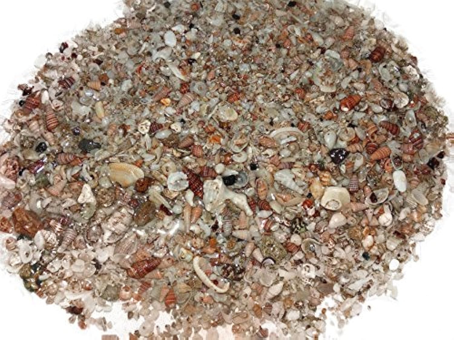 Maalavya Live Reef Substrate Sand Aragonite 1Li|Soil Stone Gravel Pebbles (B0722P4JW1) Amazon Price History, Amazon Price Tracker