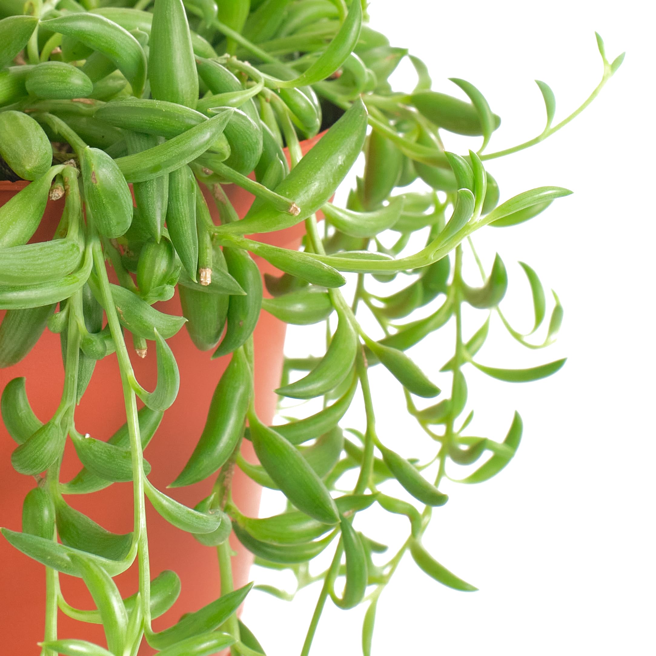 Amazon.com : Shop Succulents String of Bananas Hanging Succulent, Fully  Rooted Live 6" Succulent Plant with Hanger, Low Maintenance Indoor Plant,  Trailing Succulents, Gift & Garden : Patio, Lawn & Garden