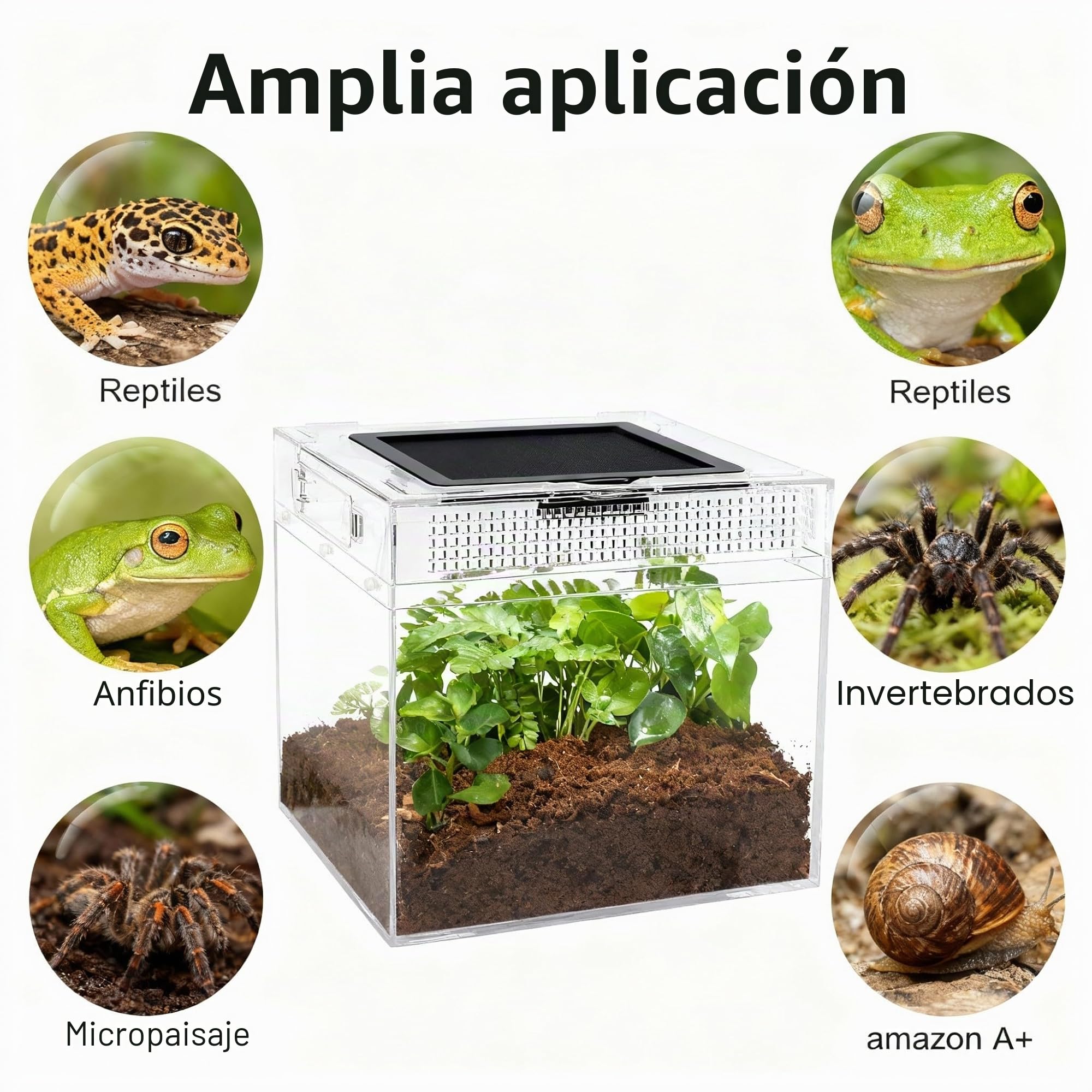 Caja de Alimentación de Insectos, Caja de alimentación para Reptiles, Estuche de Cría de Reptiles para lagartos, arañas, Ranas de Cuernos y escarabajos,Terrario para Reptil/Anfibios (12 * 7 * 9in)