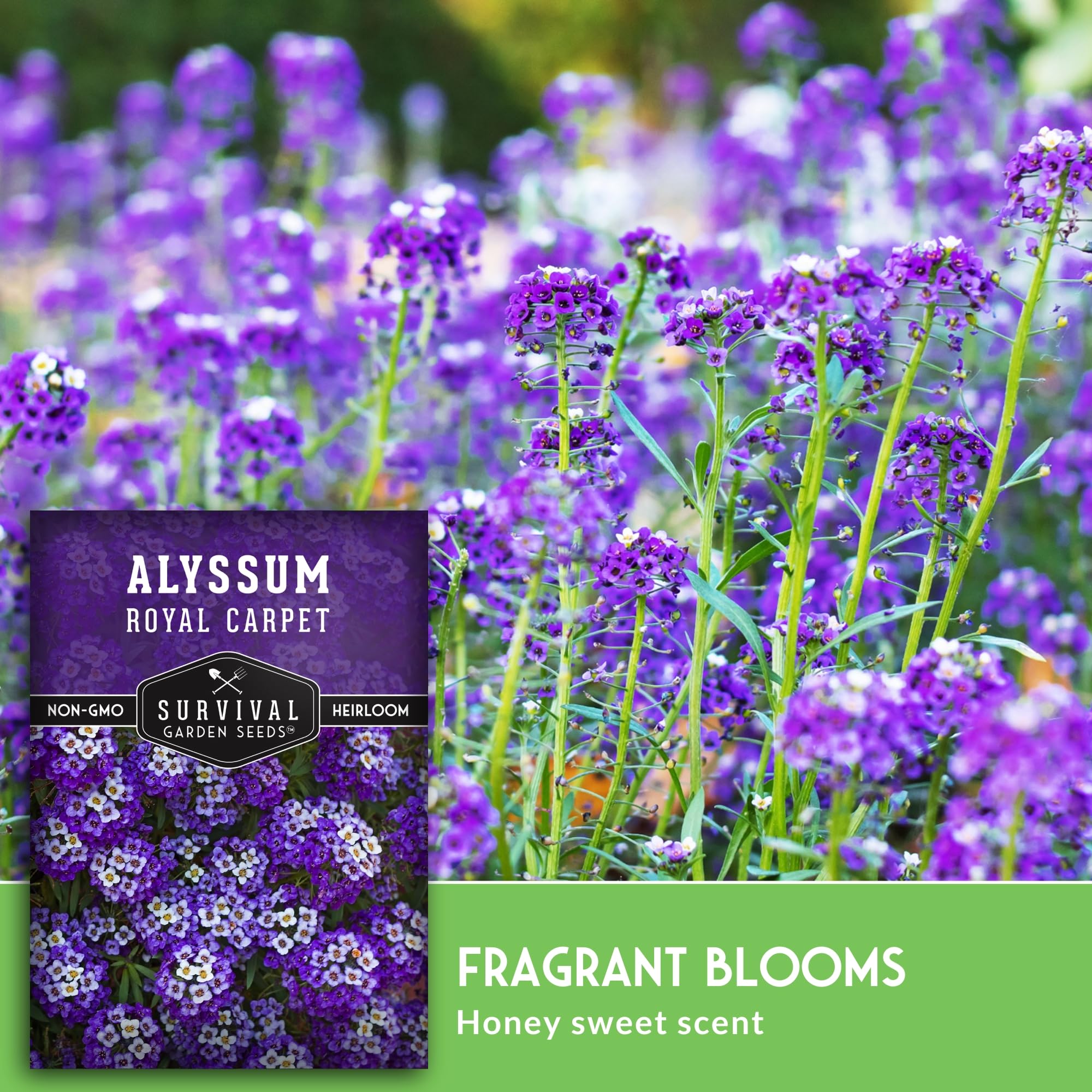 TiNY KLASH Hi クリア/パープルスミレ鮎 Amazon.com : Alyssum Seeds for Planting - Sweet Royal Carpet