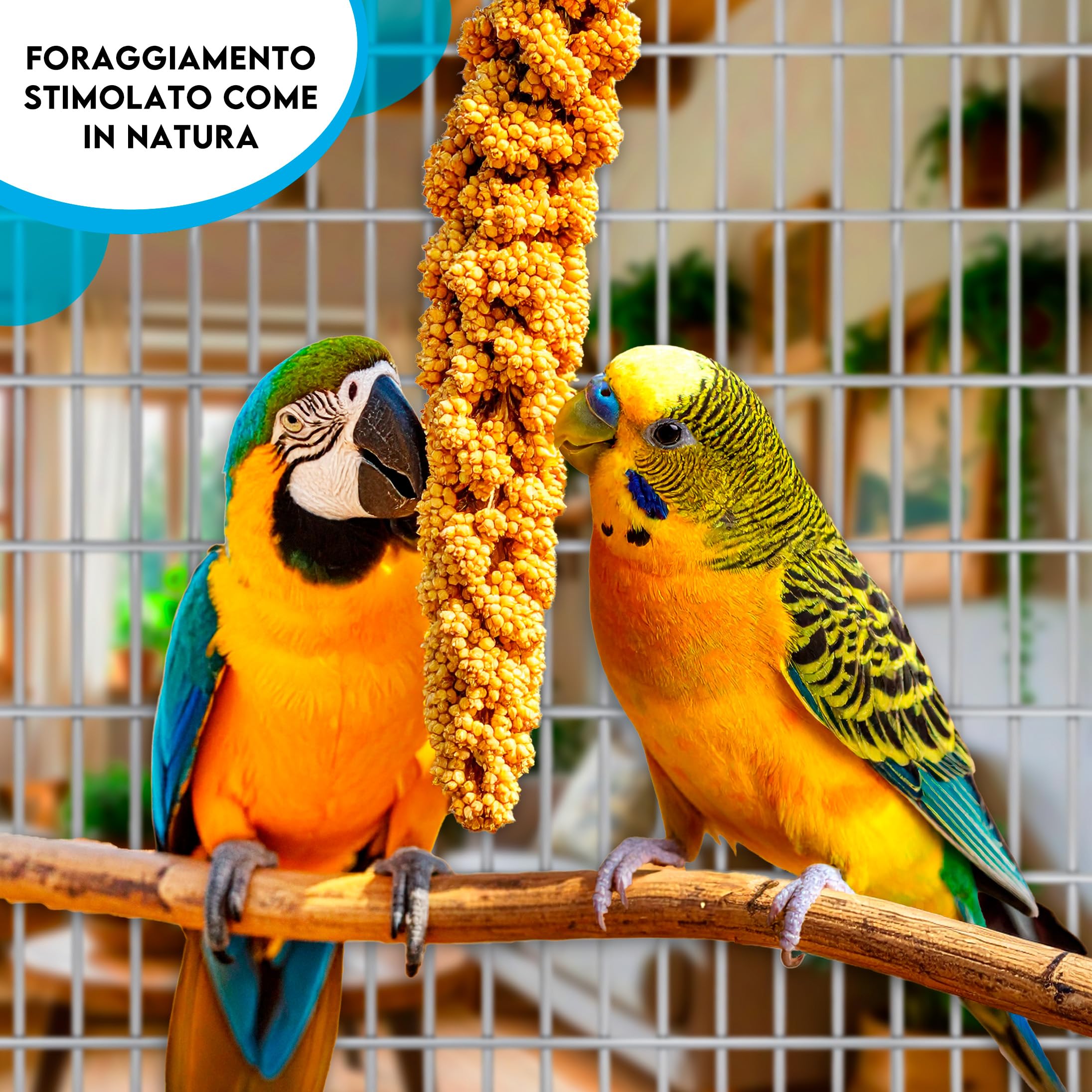 ZOMAPET spighe di panico per pappagalli 1Kg, mangime pappagalli naturale ideale anche per cocorite e uccelli esotici - Made in italy