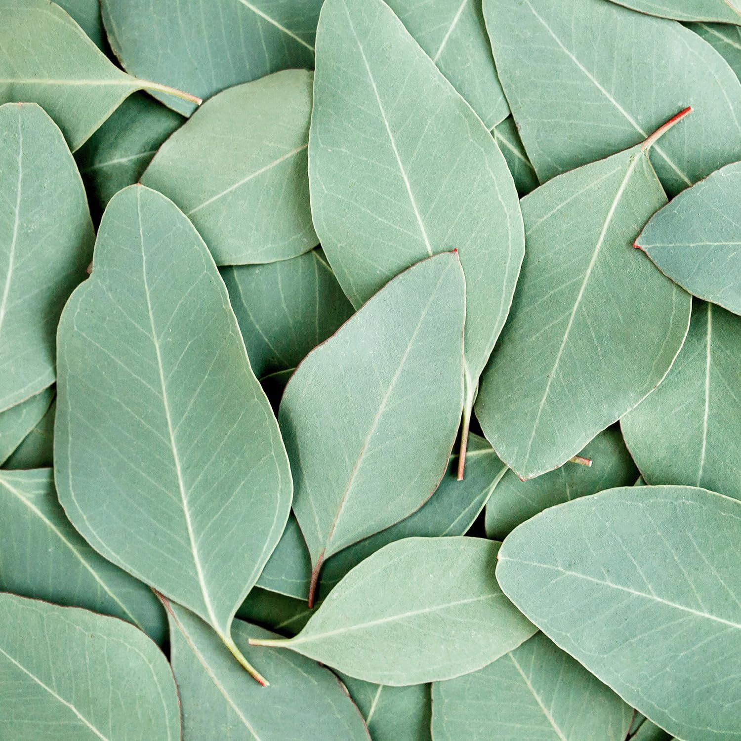 Tuscany Candle Forest Moss: Eucalyptus & Musk Scented Fall Candle, 18 oz