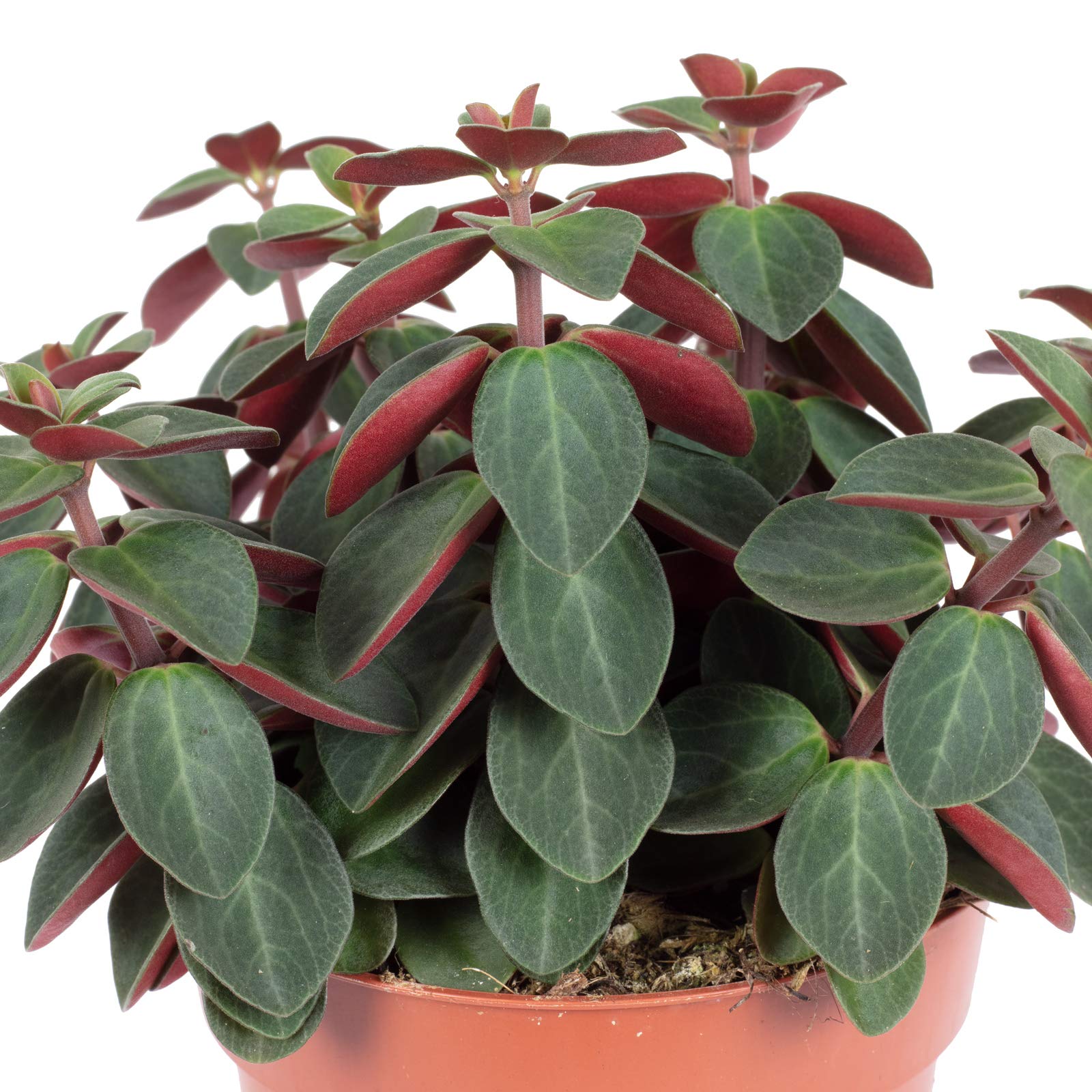 Peperomia Assortiment De Poivrons Nains, Faciles D'entretien, Hauteur