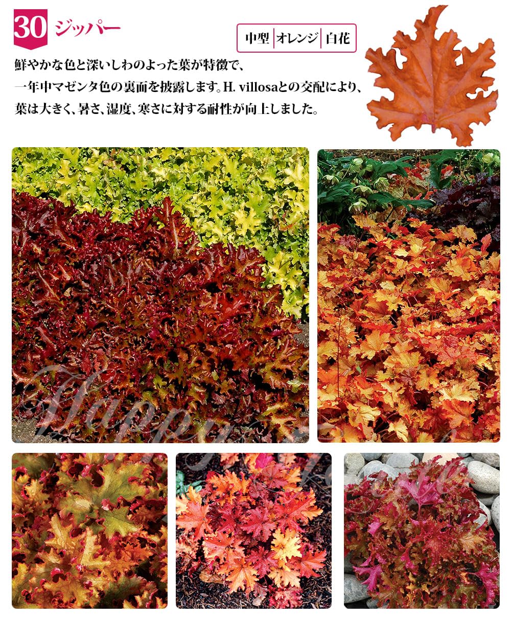 all1mm ジップレス タッパー ボタニカル all1mm ジップレス タッパー ボタニカル