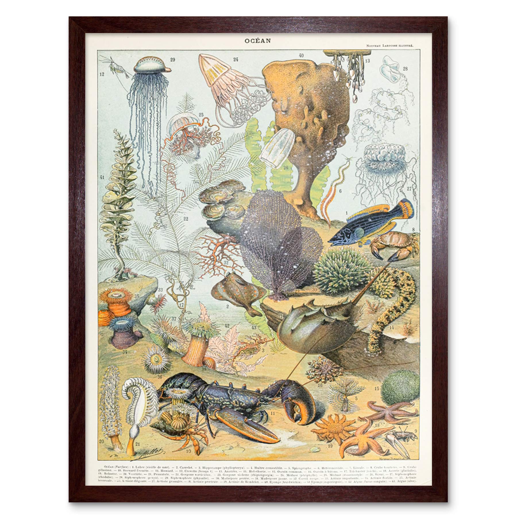 Artery8 Millot Encyclopedia Page Molluscs Shells Art Print Framed Poster Wall Decor 12x16 inch — view 44