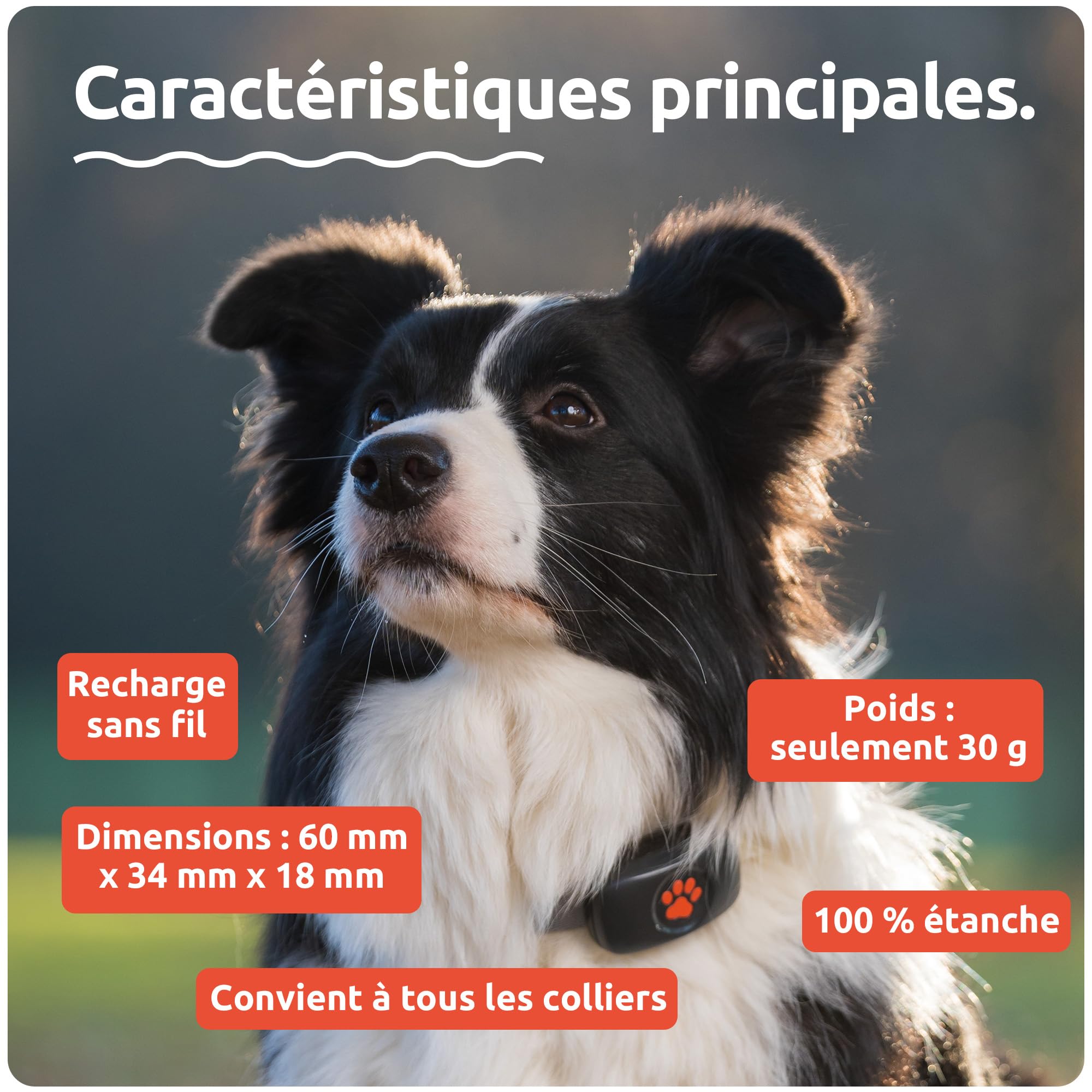 PitPat Traceur GPS pour Chien - Convient à Tous Les Chiens et se Fixe au Collier