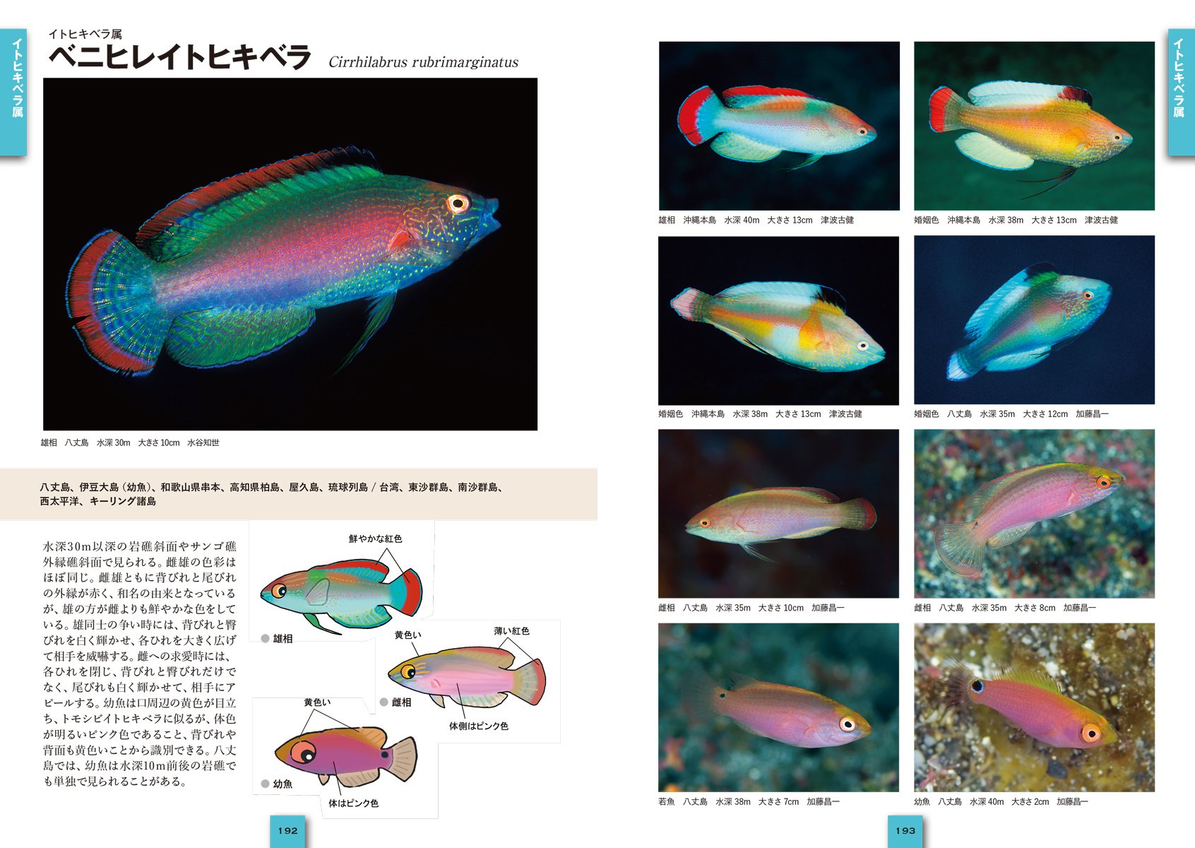 ベラ ブダイ 日本で見られる192種 幼魚 成魚 雌雄 婚姻色のバリエーション ネイチャーウォッチングガイドブック 昌一 加藤 本 通販 Amazon