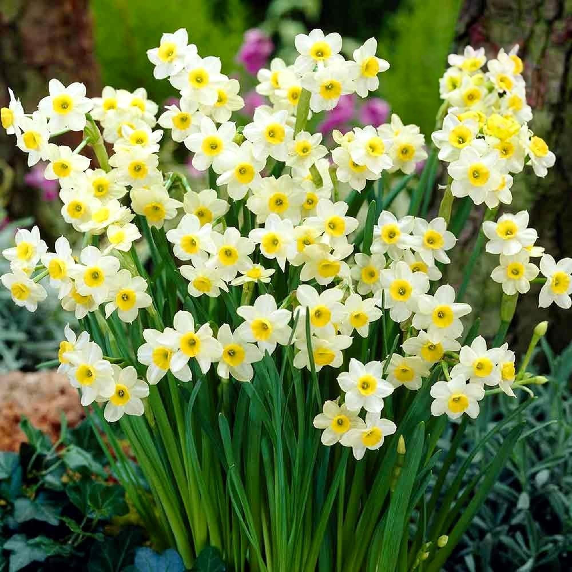 Narcisse Minnow Nain Jonquille de Rocaille Bulbes à Floraison Printanière