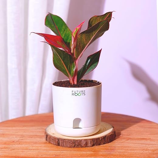 Aglaonema Red Lipstick Plant - Medium