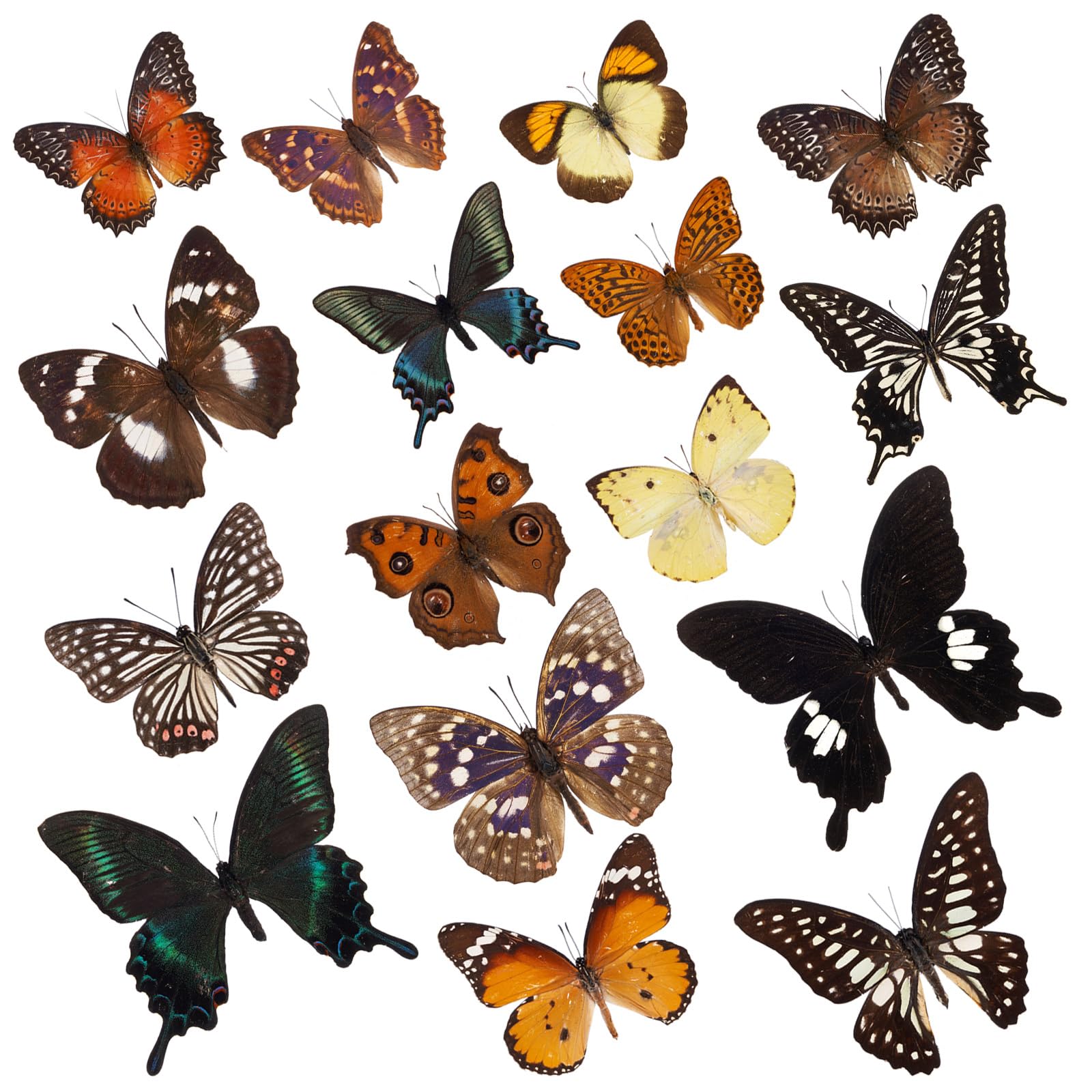 6 Pcs Real Butterfly Specimen - Taxidermy Butterfly Artwork Material Decor,Taxidermy Animals Gifts for Kids Family (Random)