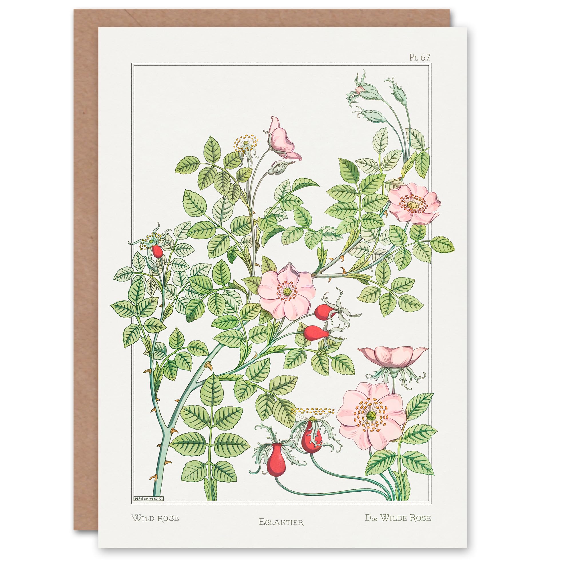 Maurice Pillard Verneuil Art Card Wild Rose Flower