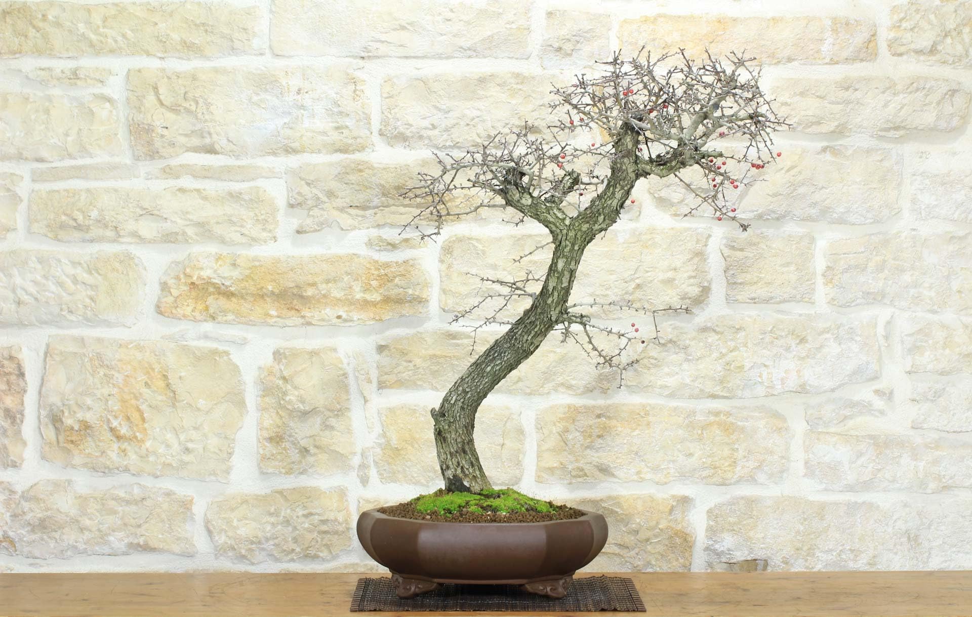 Bonsai di Biancospino (20)
