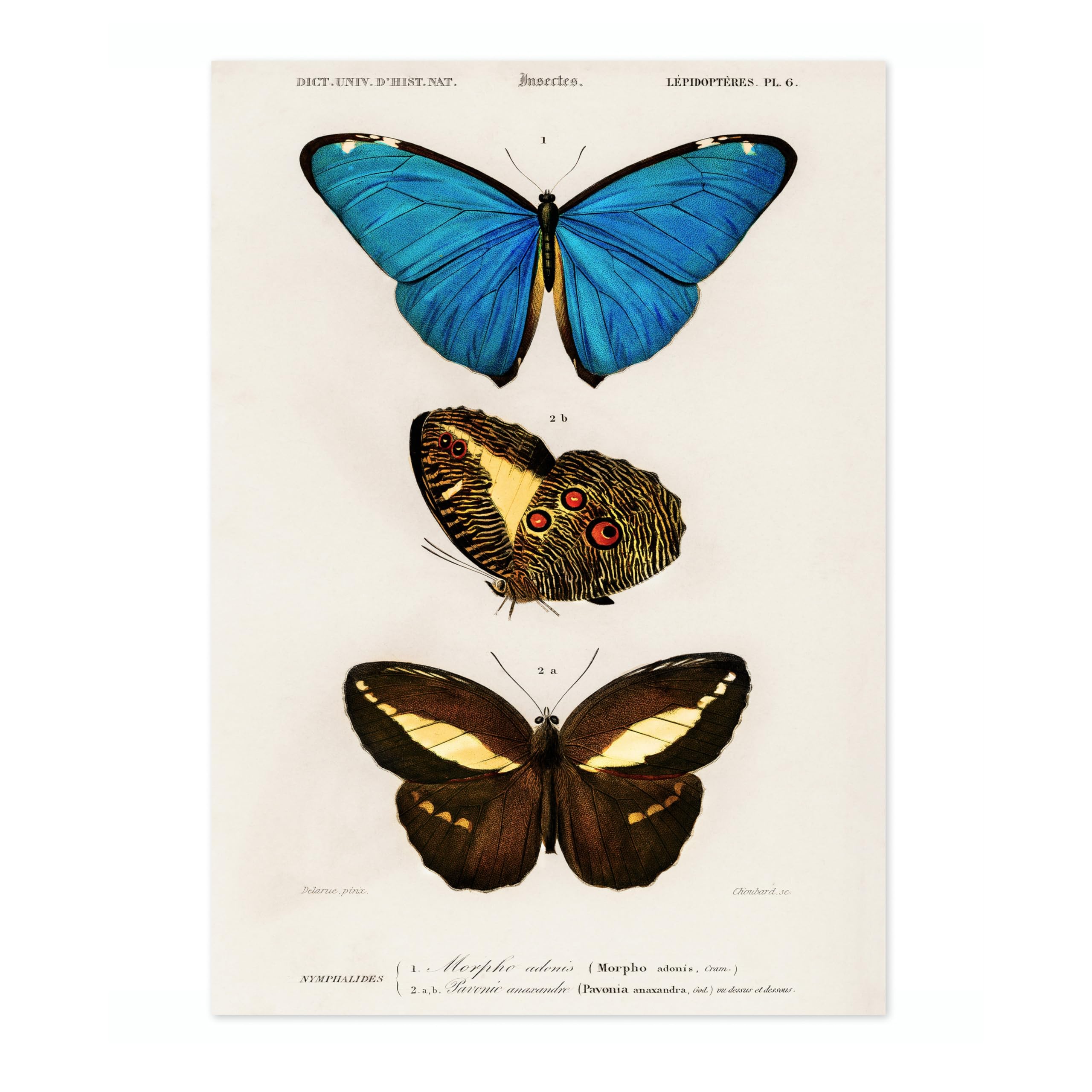 Animato Butterflies, Blue Charles Dessalines D'Orbigny Poster, Vintage Botanical Prints, Encyclopedia Retro Wall Art Home Decor, Archival Matte, A2 (Print Only) - 59.4x42cm