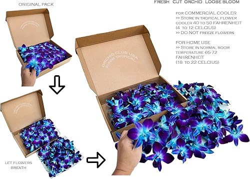 Miniatura 10 de Florida Fresh Orchid Flower OrchidClub USA Sunne Tropical Loose Bloom Head DIY Lei, decoración de alimentos y bebidas