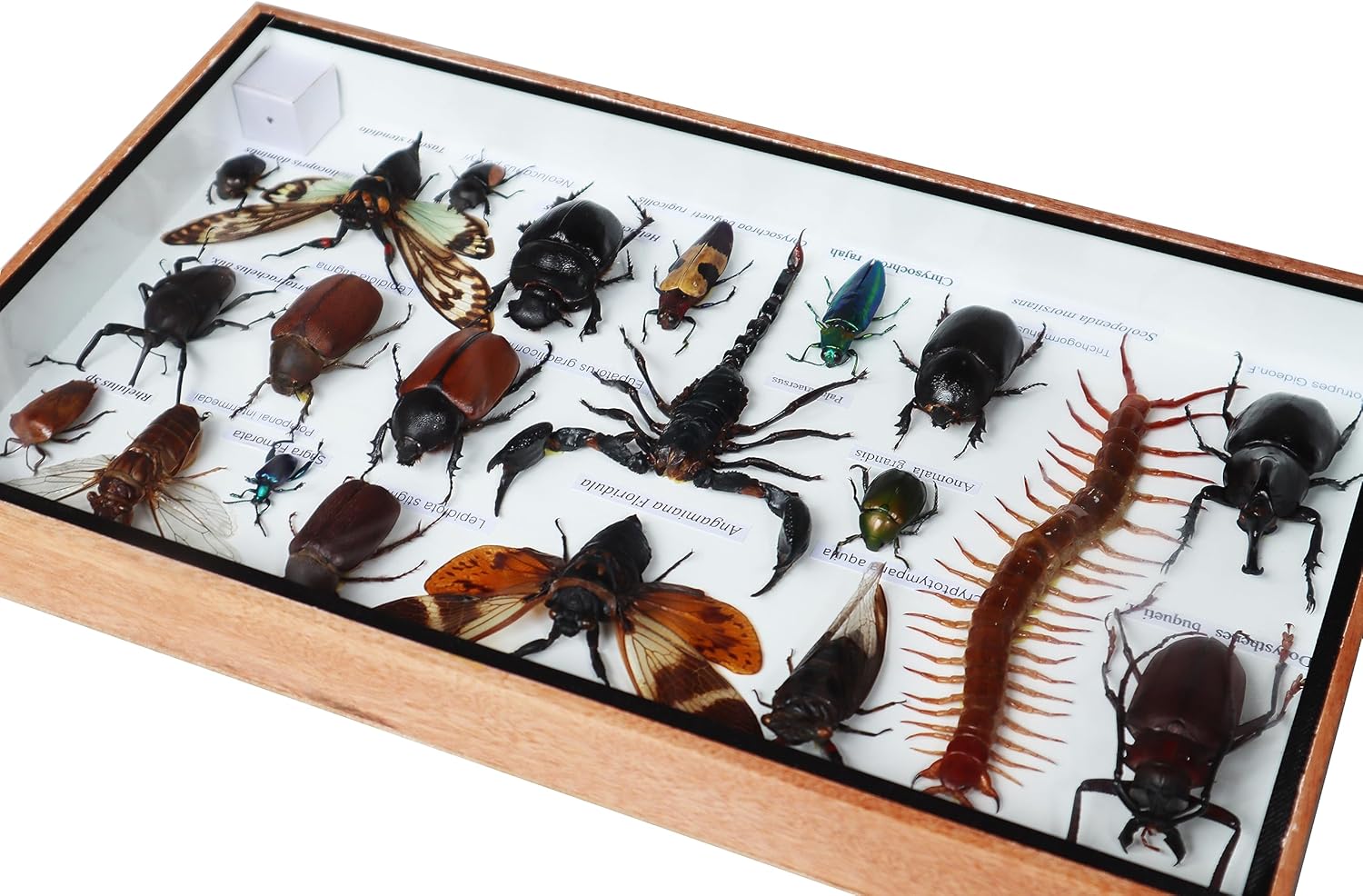 Very Rare Real MIXS Insect Taxidermy Set in Boxes Display for Collectibles