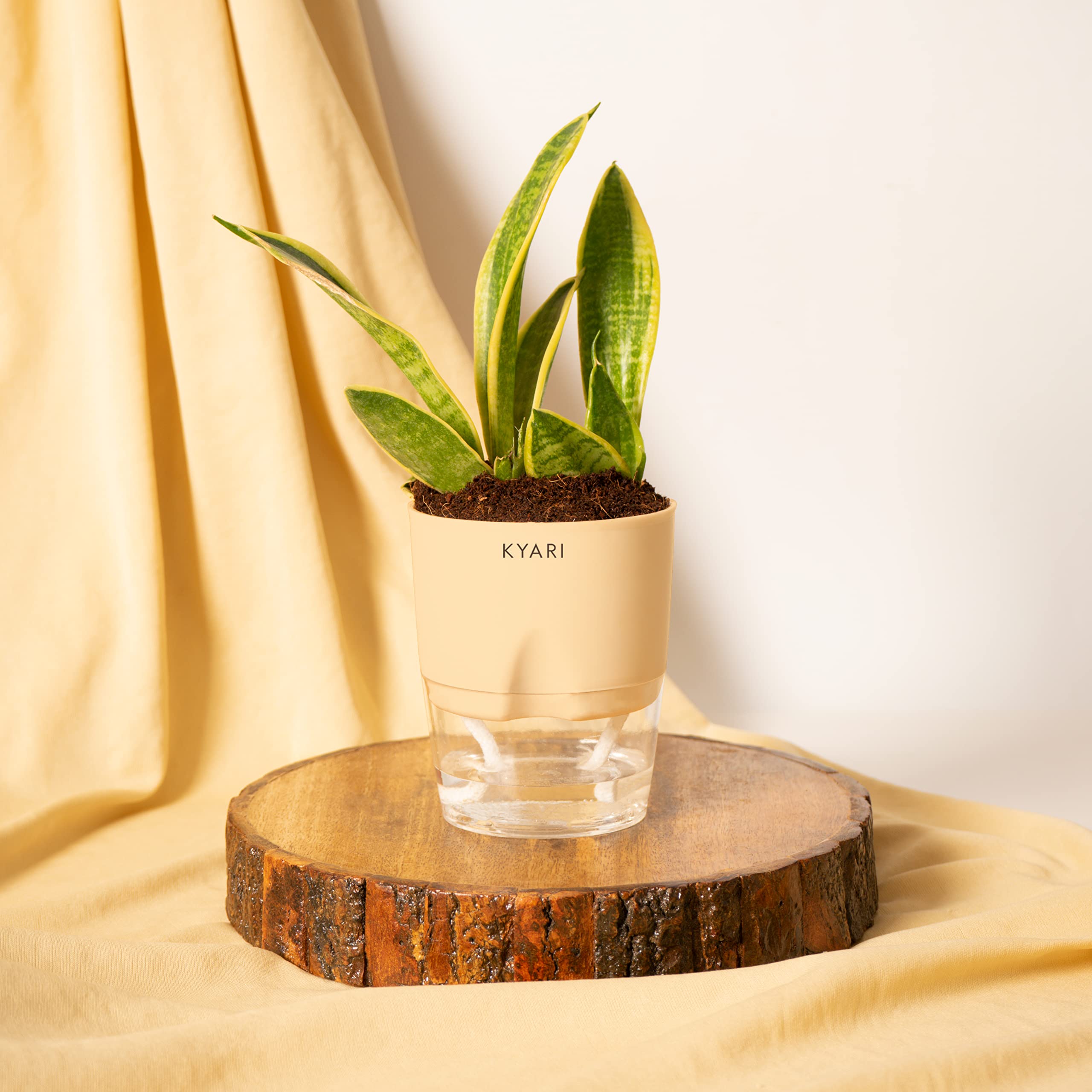 KYARI Sansevieria Futura Superba Snake Indoor Plants for Living Room | Live Plants | Plants with Cream Self Watering Pot for Home | Air purifier plants | Plants for Home Decor, Garden & bedroom (B0BM65CJ66) Amazon Price History, Amazon Price Tracker