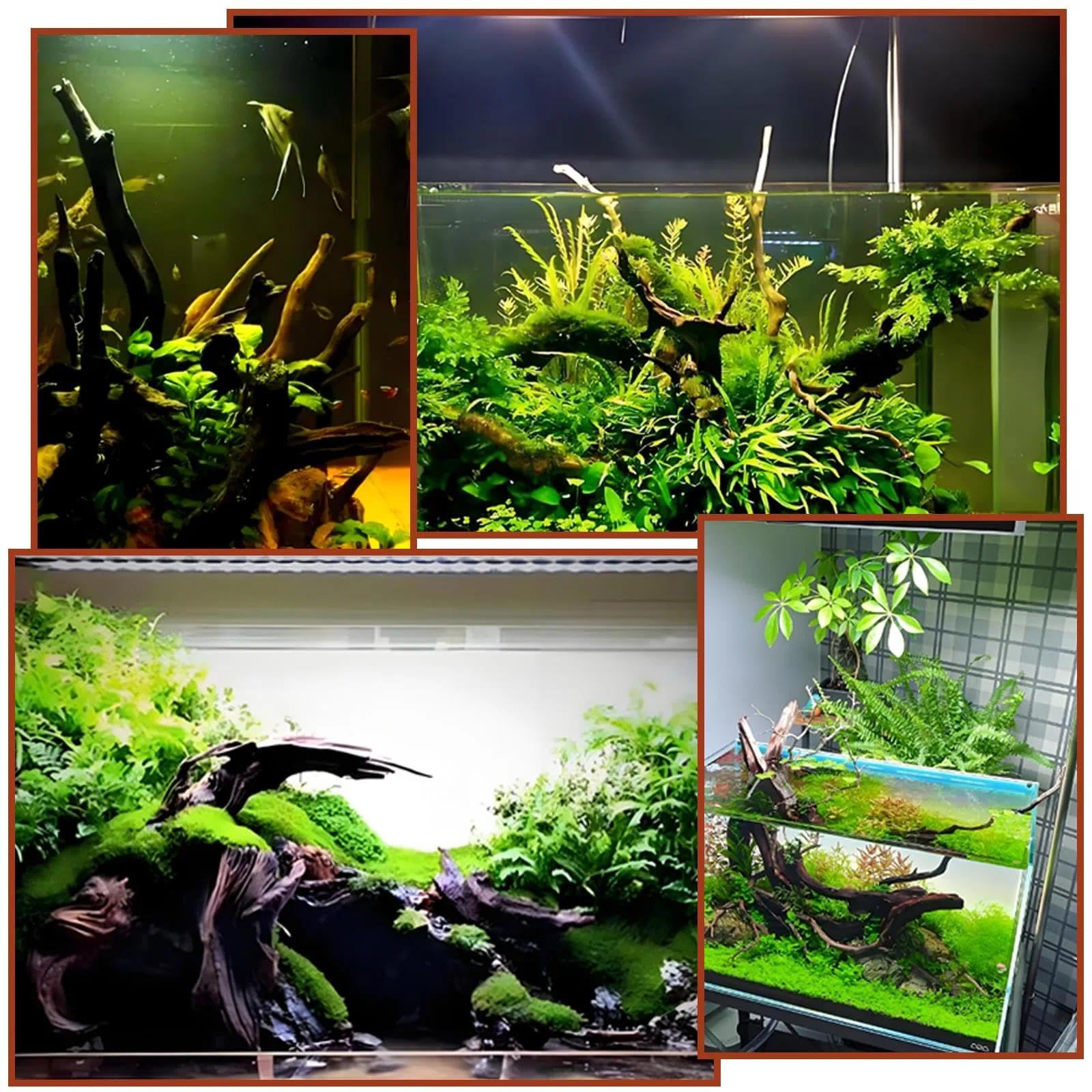 4 Pezzi Legno di Mangrovia per Acquario 10-15 cm, Radici Naturali in Legno per Decorazione, Legno per Acquario e Terrarium, Nascondiglio per Gamberi e Pesci