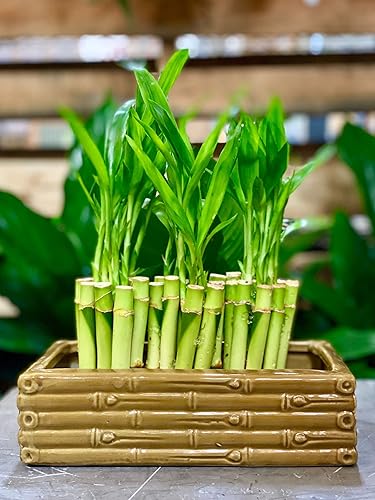 Miniatura 2 de Jarrón para plantas de bambú de la suerte para interiores  Maceta de cerámica de moda para bambú de la suerte, regalo para apertura de negocios y