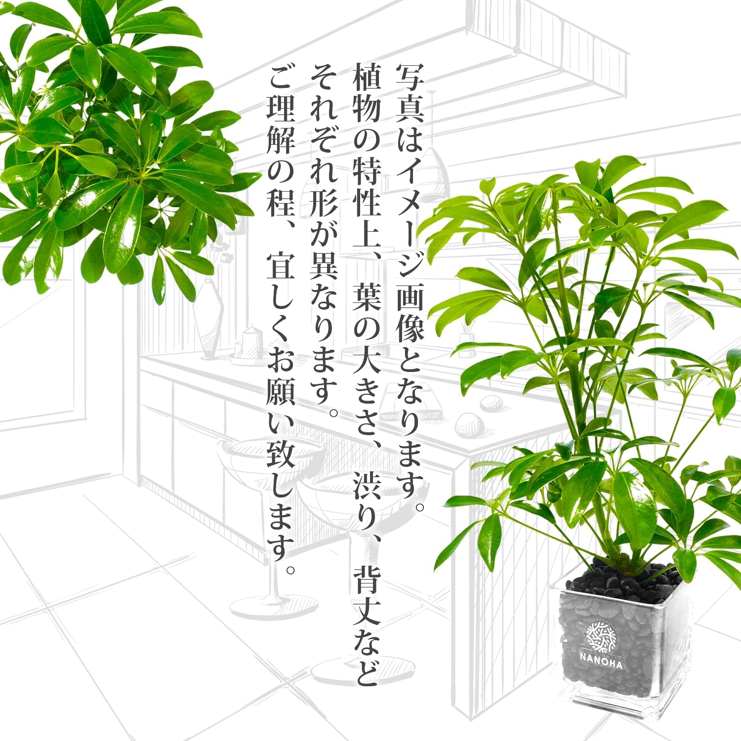 最大74 オフ シェフレラ カポック 黒砂利 土を使っておらず衛生的 観葉植物 おしゃれ 清潔感 本物 ミニ インテリア 花言葉 誠実 素直 Inter Altitude Co Th