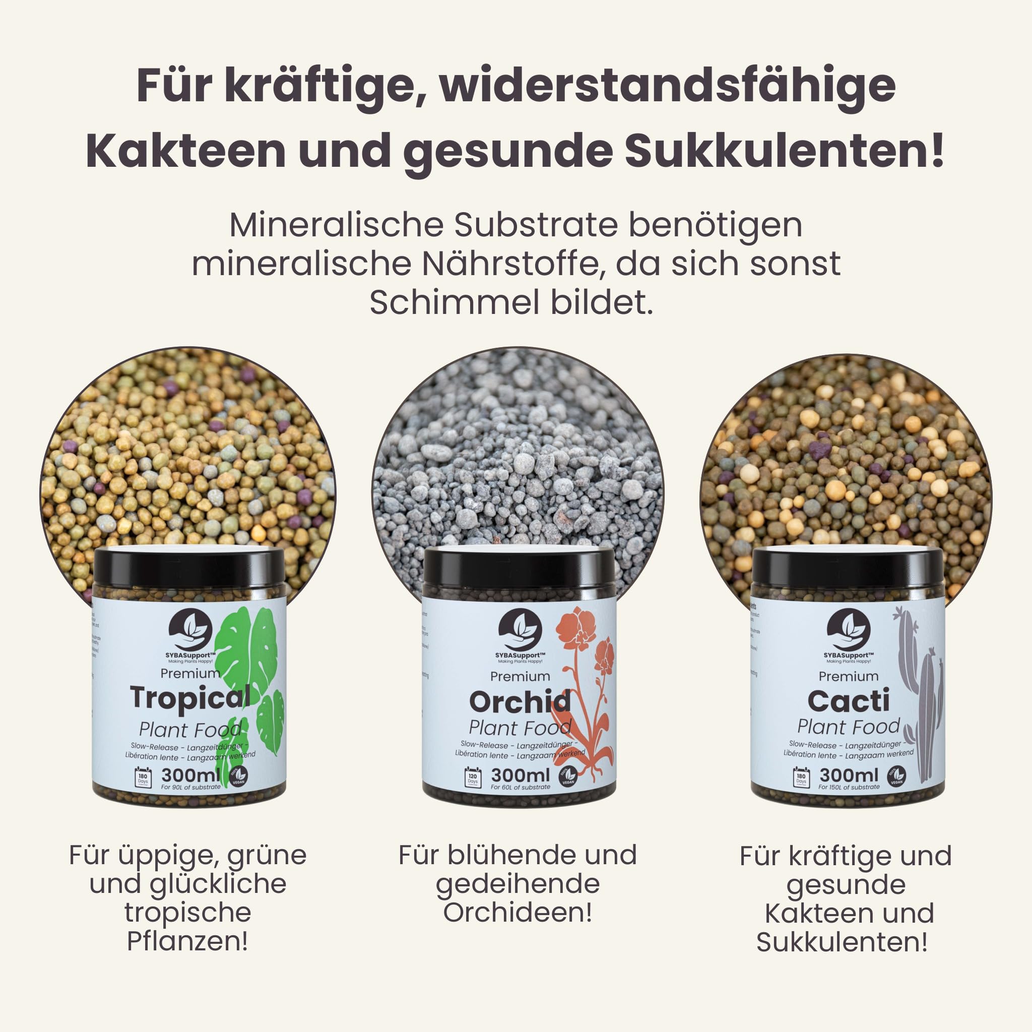 olivenbaum kaufen groß Olivenbaum Hochstamm kaufen main image 1
