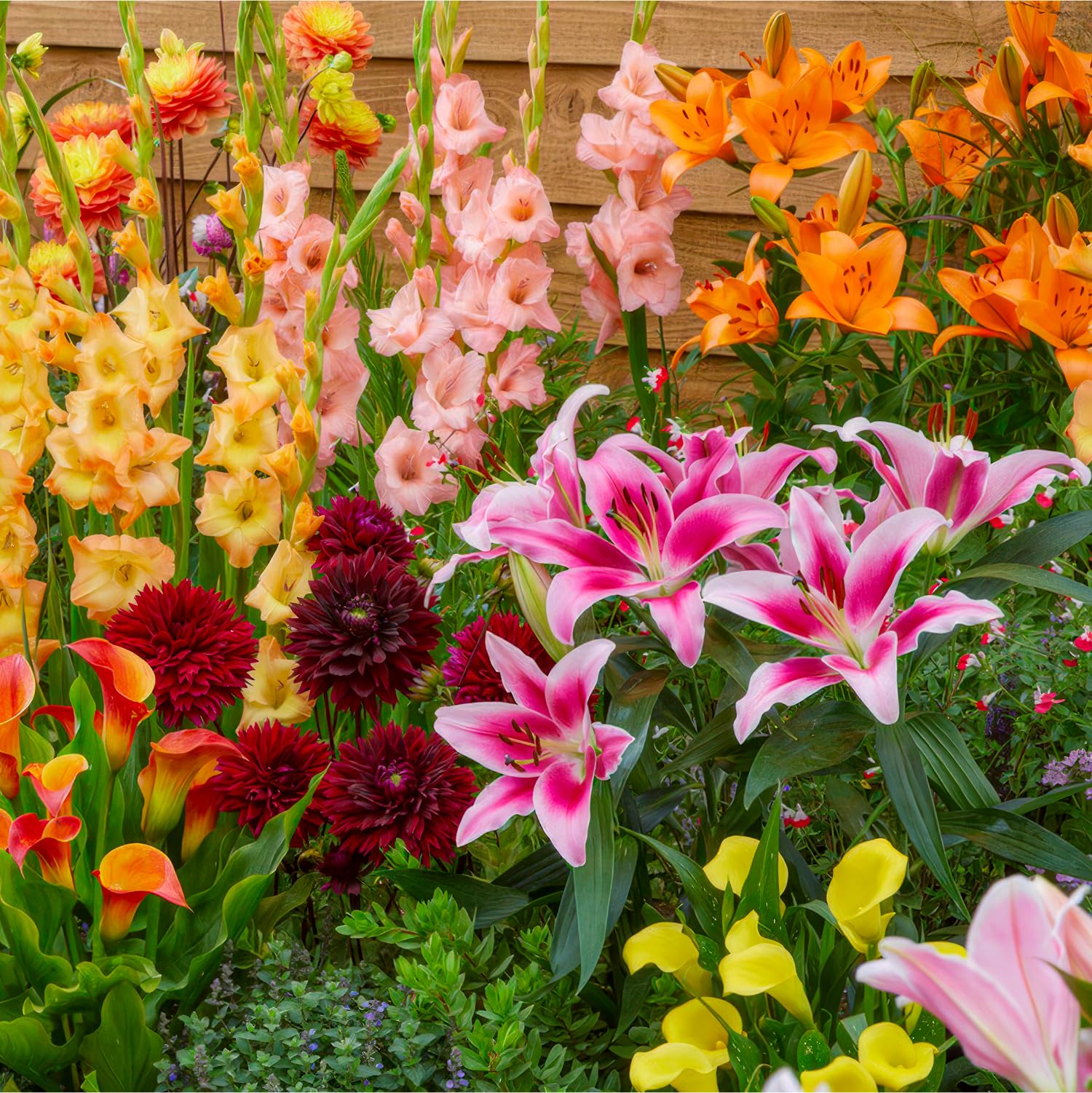 Sommerblumen zwiebeln Rainbow Mix Blumenzwiebeln Gladiolen, Dahlien, Freesien, Lilien, Calla, Liatris, Exklusive Mischung aus Holland, Mehrjährig Pflanzen für Garten