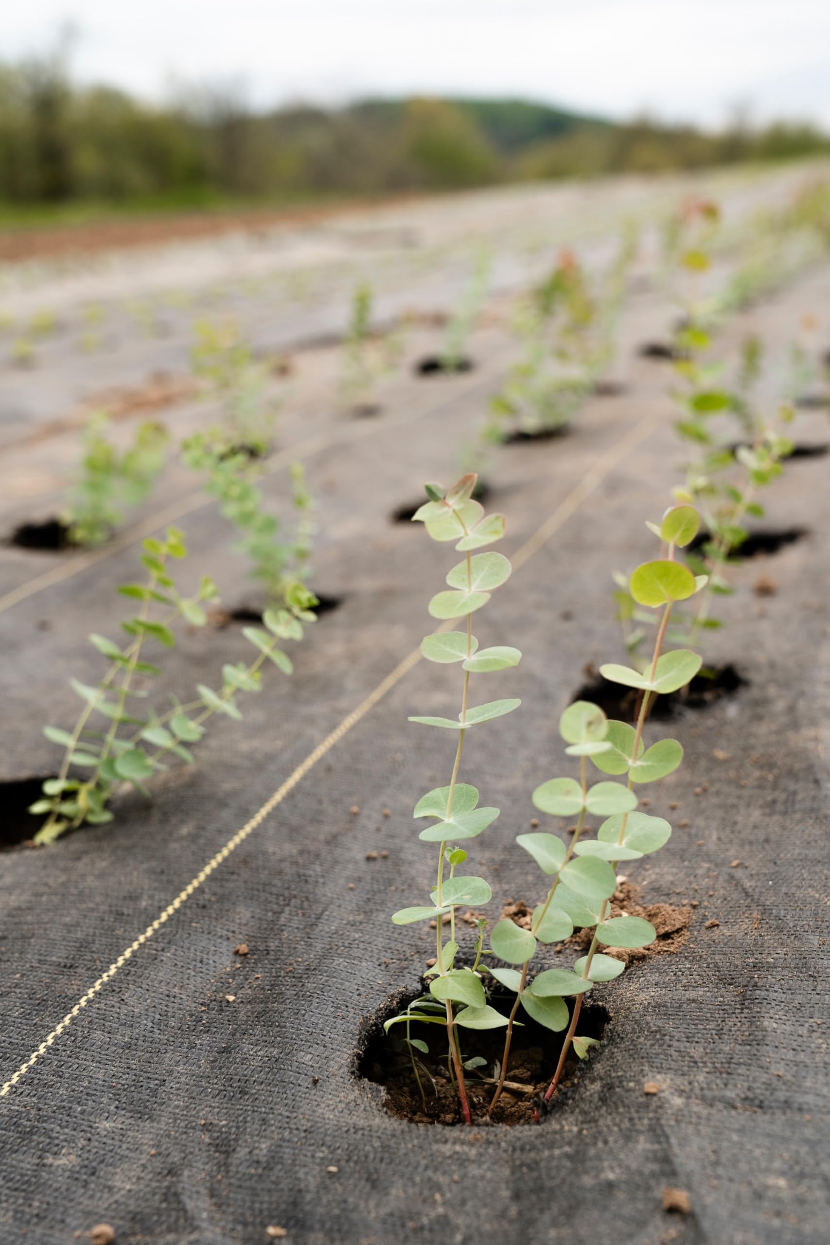 EraGreen Film anti-mauvaises herbes résistant à la déchirure 100m x 0,5m | Stabilisé aux UV et perméable à l'eau | Tissu de sol 100g/m² | Film tissé | Film de jardin | Toile anti-mauvaises herbes |
