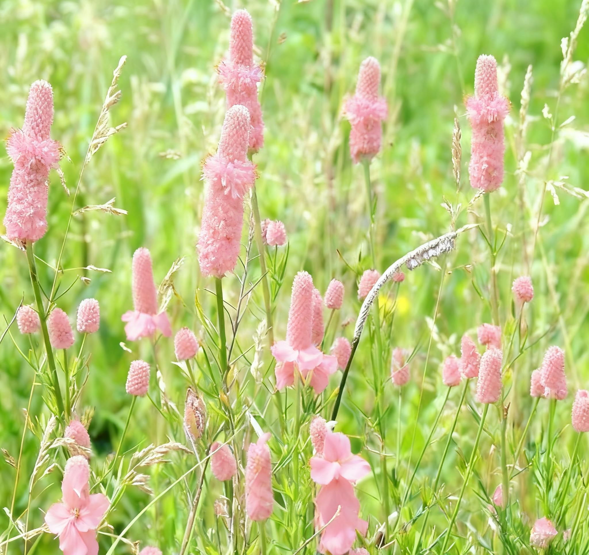 Purple Prairie Clover Seeds to Plant, 1000+Flower Seeds, Perennial Blooms Cover Garden Native Wildflower (1000, Pink) 1000 Pink