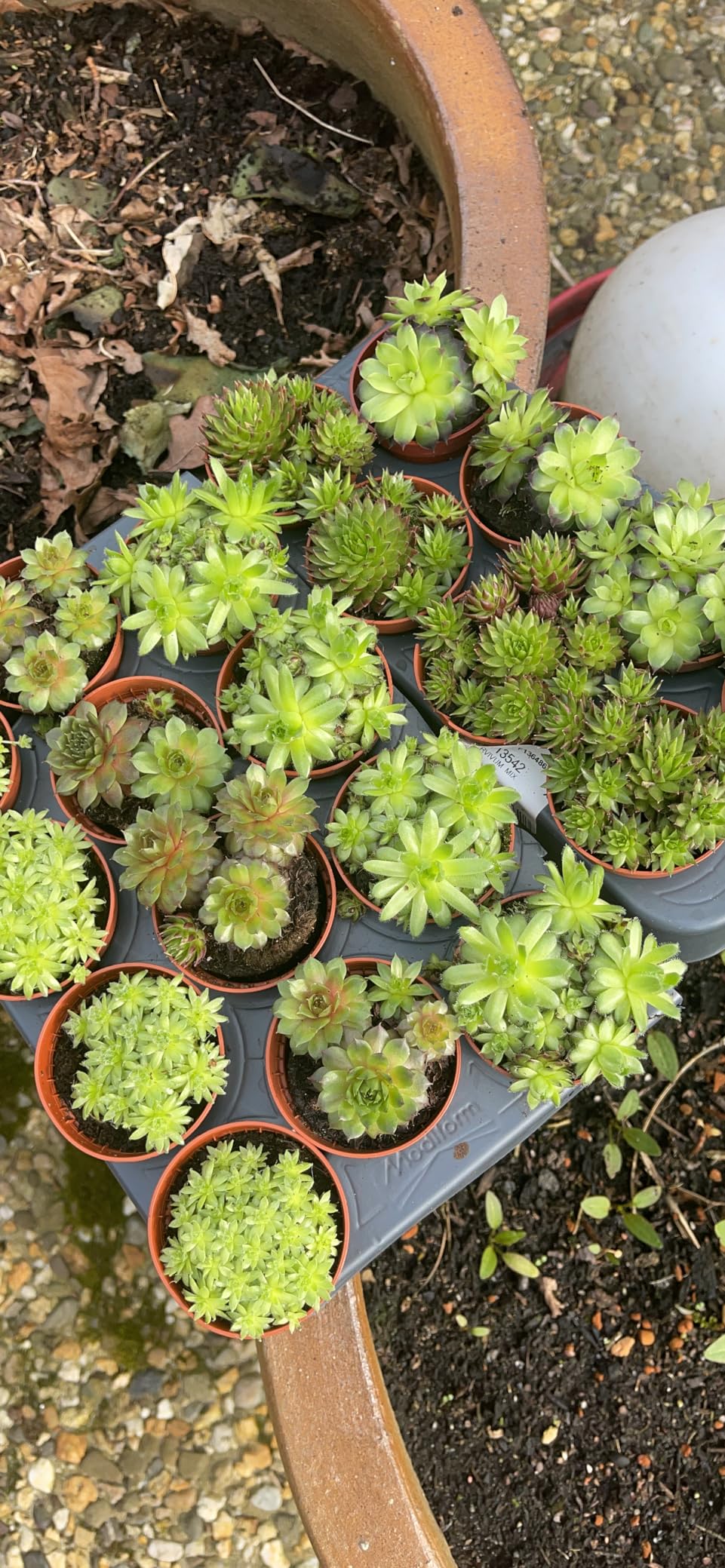 Sempervivum Mix 20 Pflanzen Hauswurz 515cm getopfte Sukkulenten