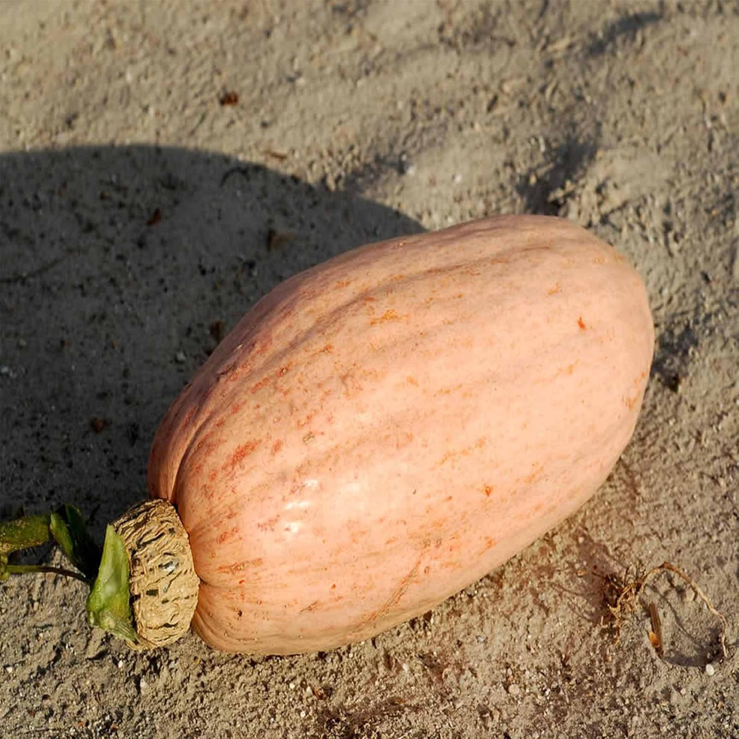 Pink Banana Jumbo Winter Squash Garden Seeds - 1 Lbs - Non-GMO, Heirloom - Vegetable Gardening Seed