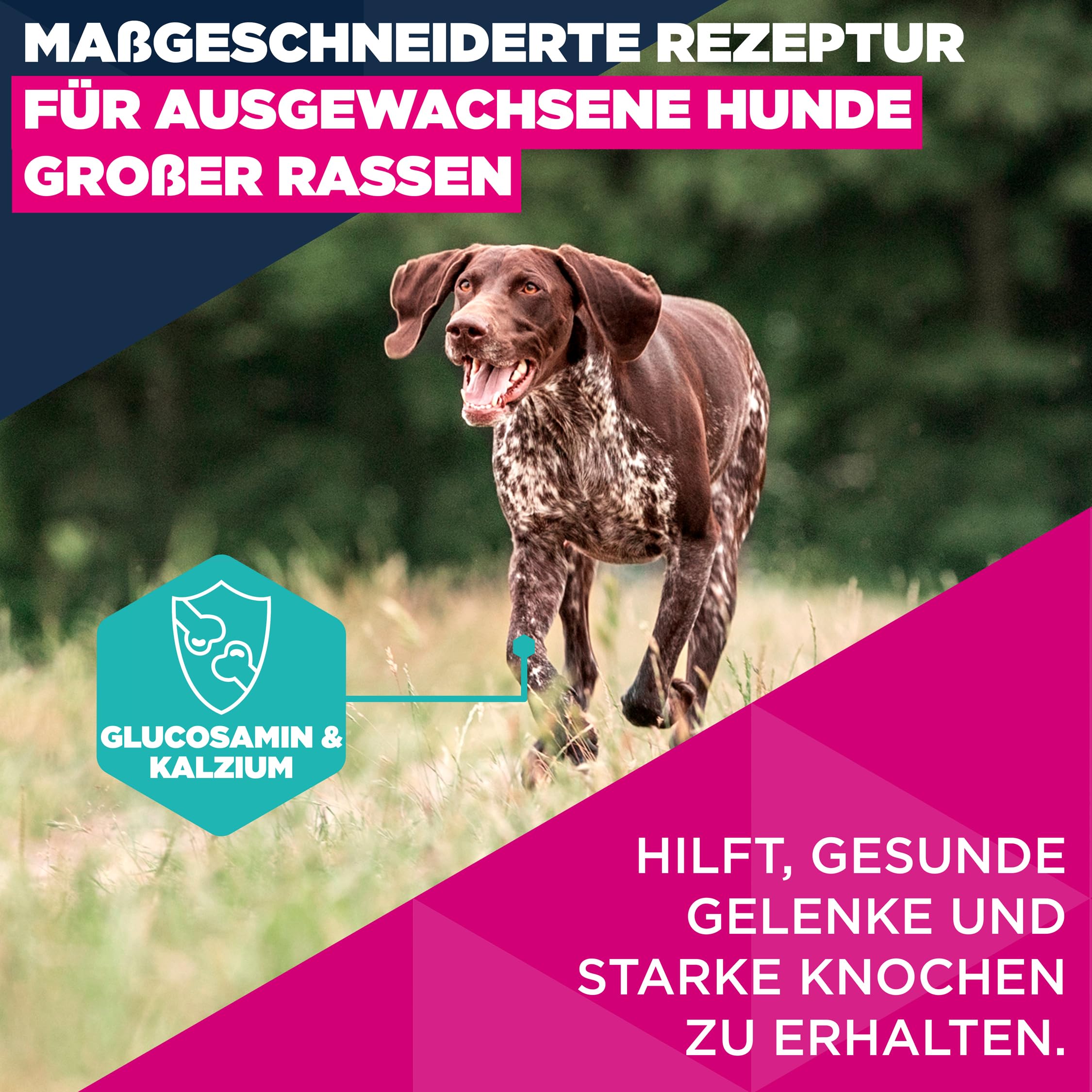 Eukanuba Hundefutter Trocken mit Lachs und Gerste für große Rassen - Premium Trockenfutter für ausgewachsene Hunde, 12 kg
