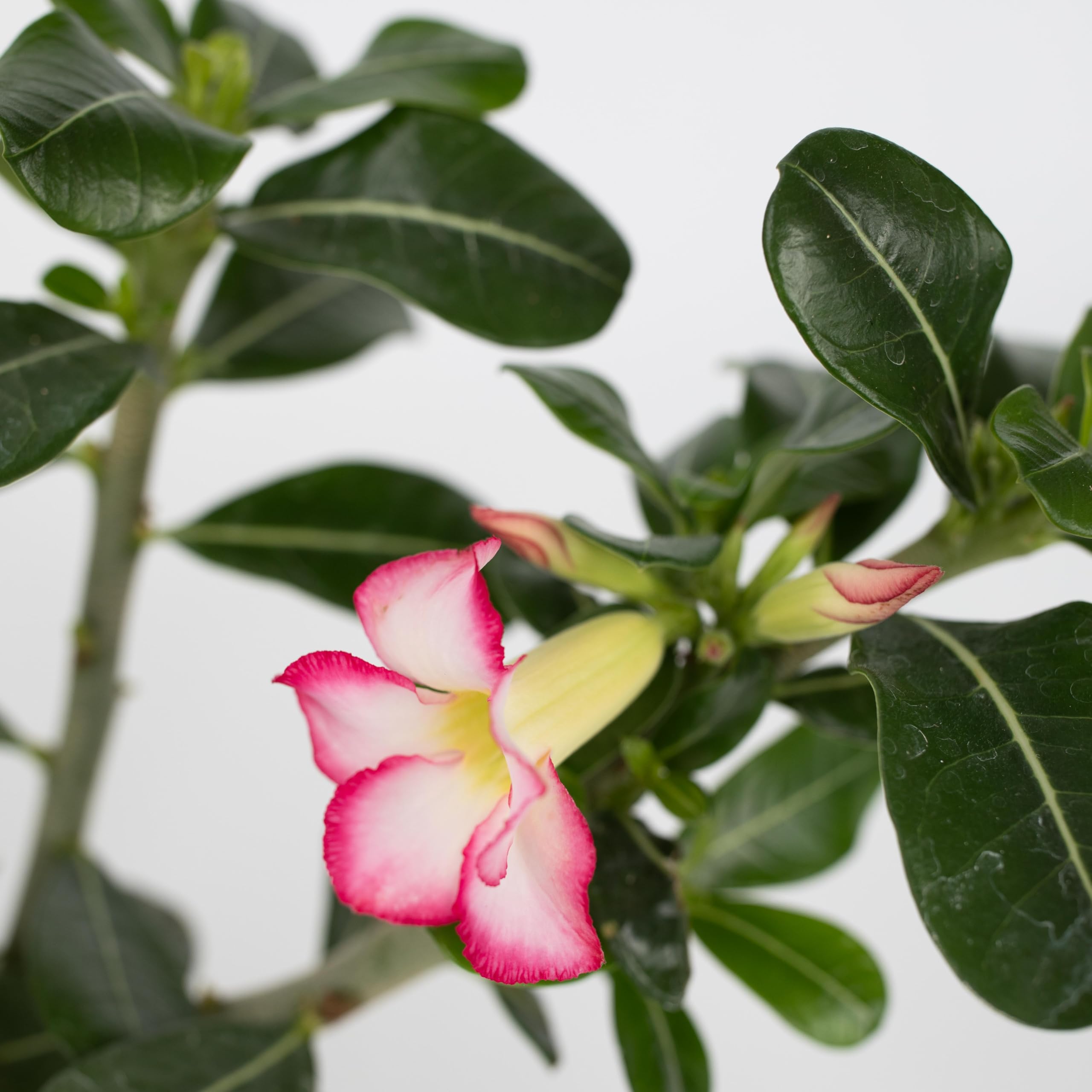 Rosa Del Deserto - Adenium Obesum 25-40cm In Vaso 10,5cm - Pianta Grassa Fiorita - 4