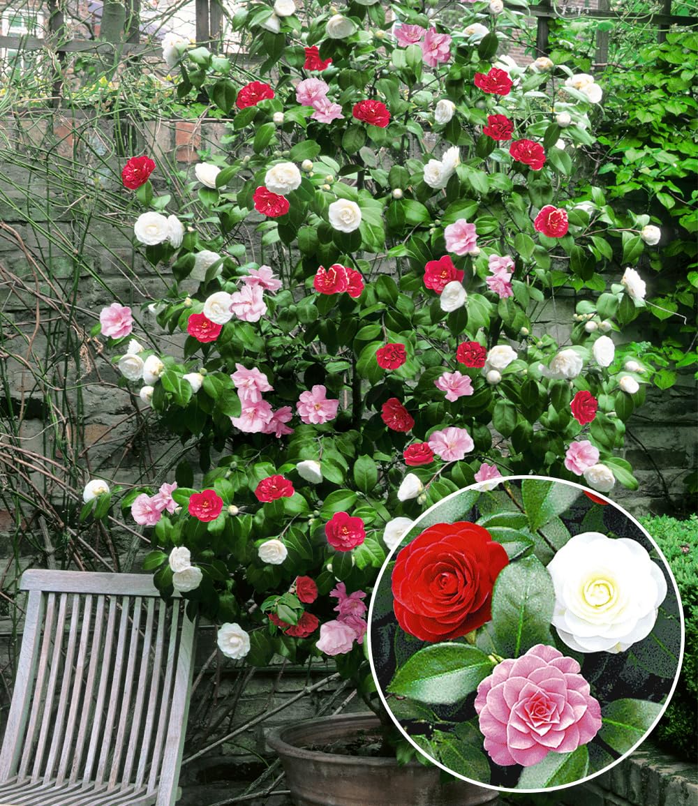 BALDUR Garten 1x Winterharte Garten-Kamelie 'Tricolor', Pflanze im 1,5  Lter-Topf, Camellia japonica, japanische Kamelie winterhart, Wasserbedarf  gering, fr Standort im Schatten geeignet, blhend : Amazon.de: Garten