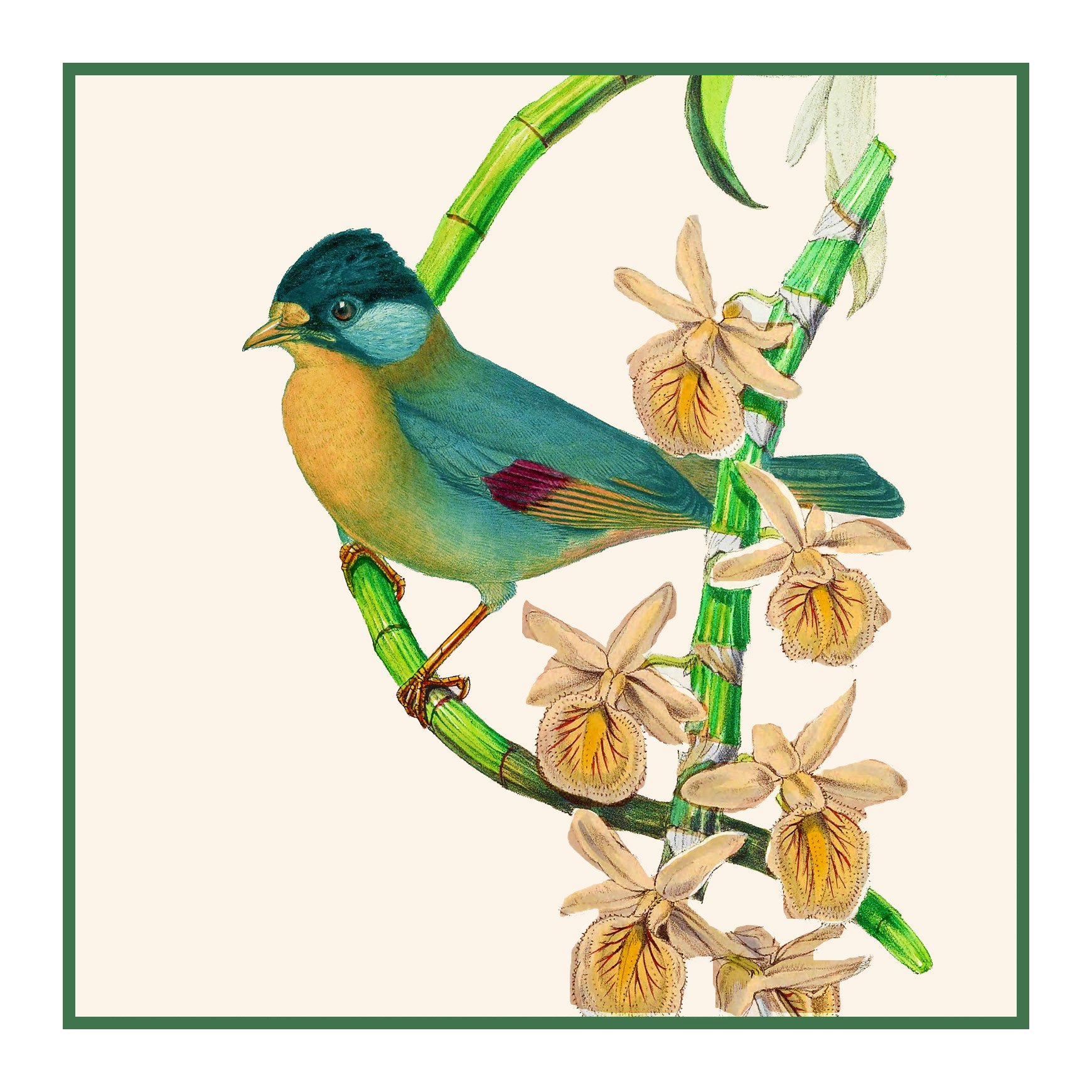 Orenco Originals Silver Eared Leiothrix by Gould Bird Counted Cross Stitch Pattern