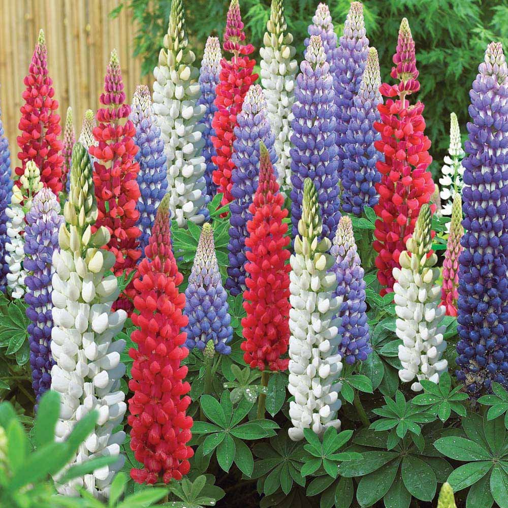 Zabbus Seeds Lupin Mixed Colour Flower Seeds Hybrid F1 Seeds for Home Garden All Season (50 Seed) (B0BH1JQTVH) Amazon Price History, Amazon Price Tracker