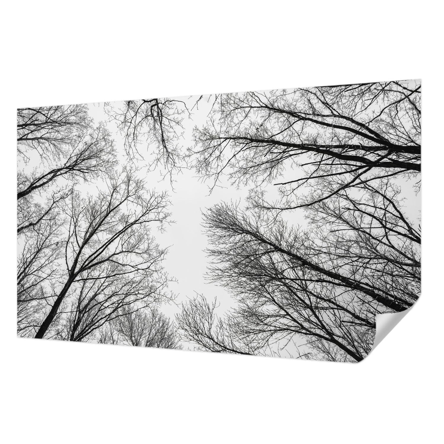 Papier peint haute qualité Tulup branches nues autocollant 416 cm