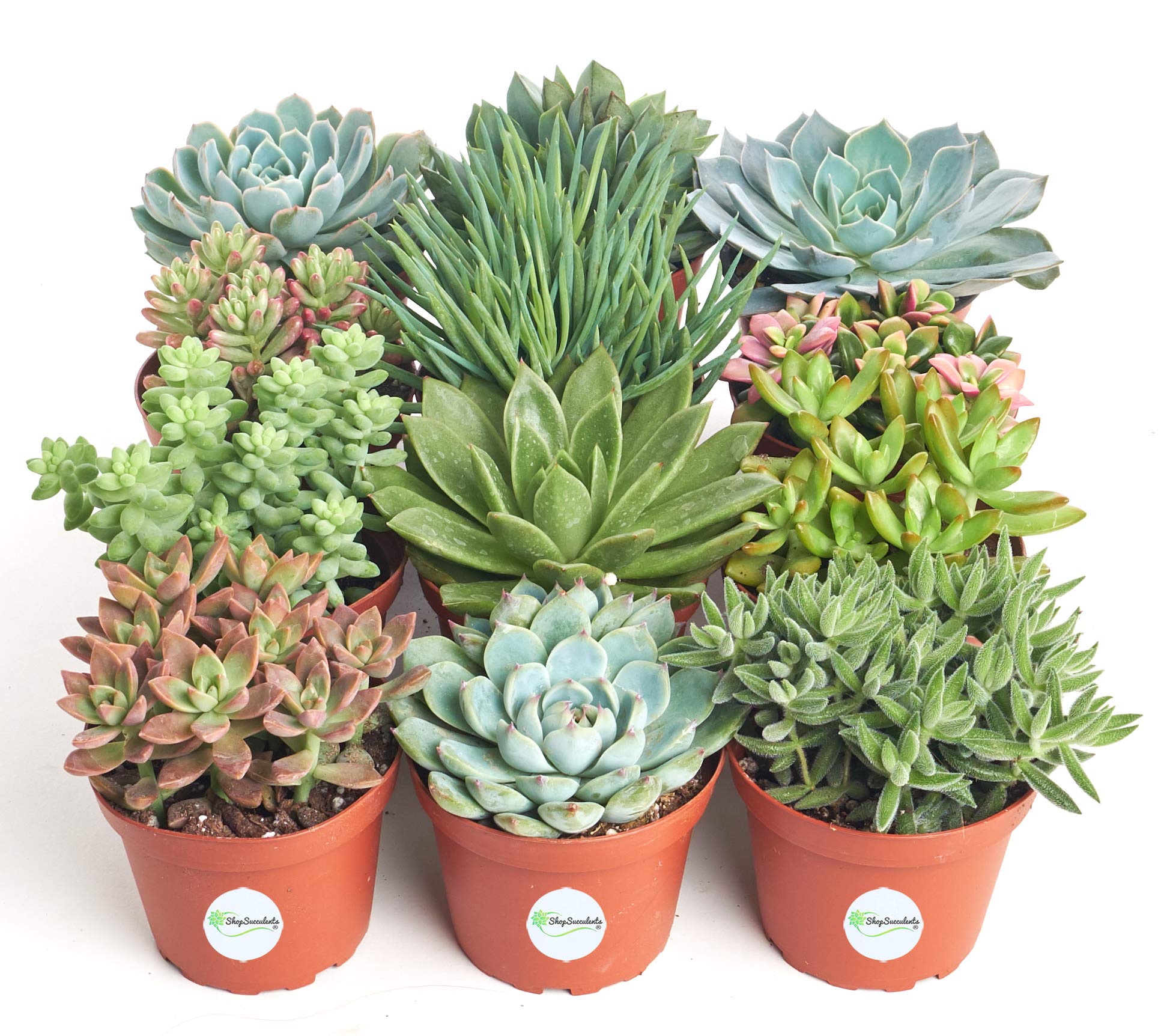 Amazon.com : Shop Succulents | Assorted Collection of Live