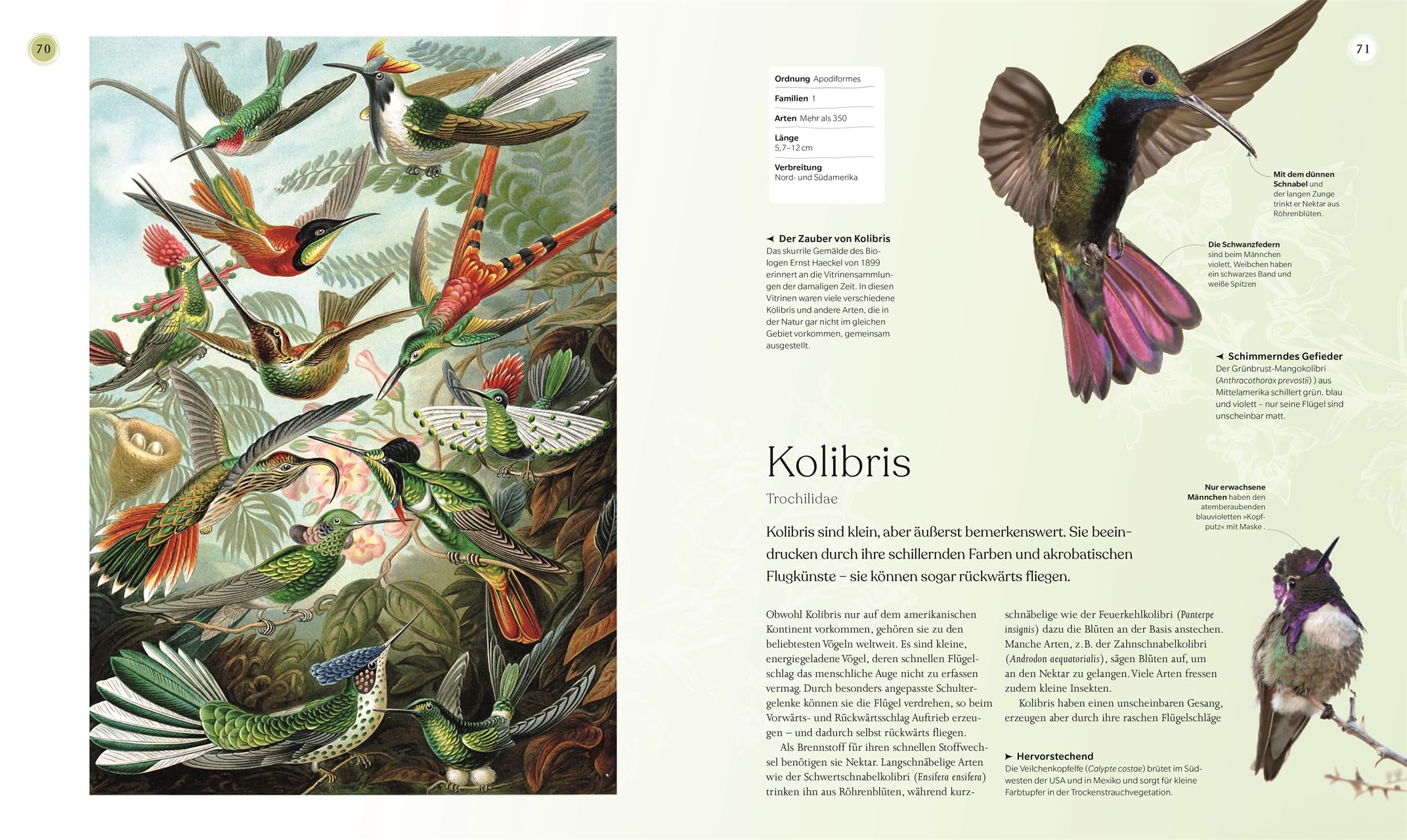 Vögel - Eine Natur- und Kulturgeschichte: Über 100 Vögel aus aller Welt in ausführlichen Porträts. Spannende Fakten, brillante Fotos und Illustrationen (DK Faszinierende Welt)