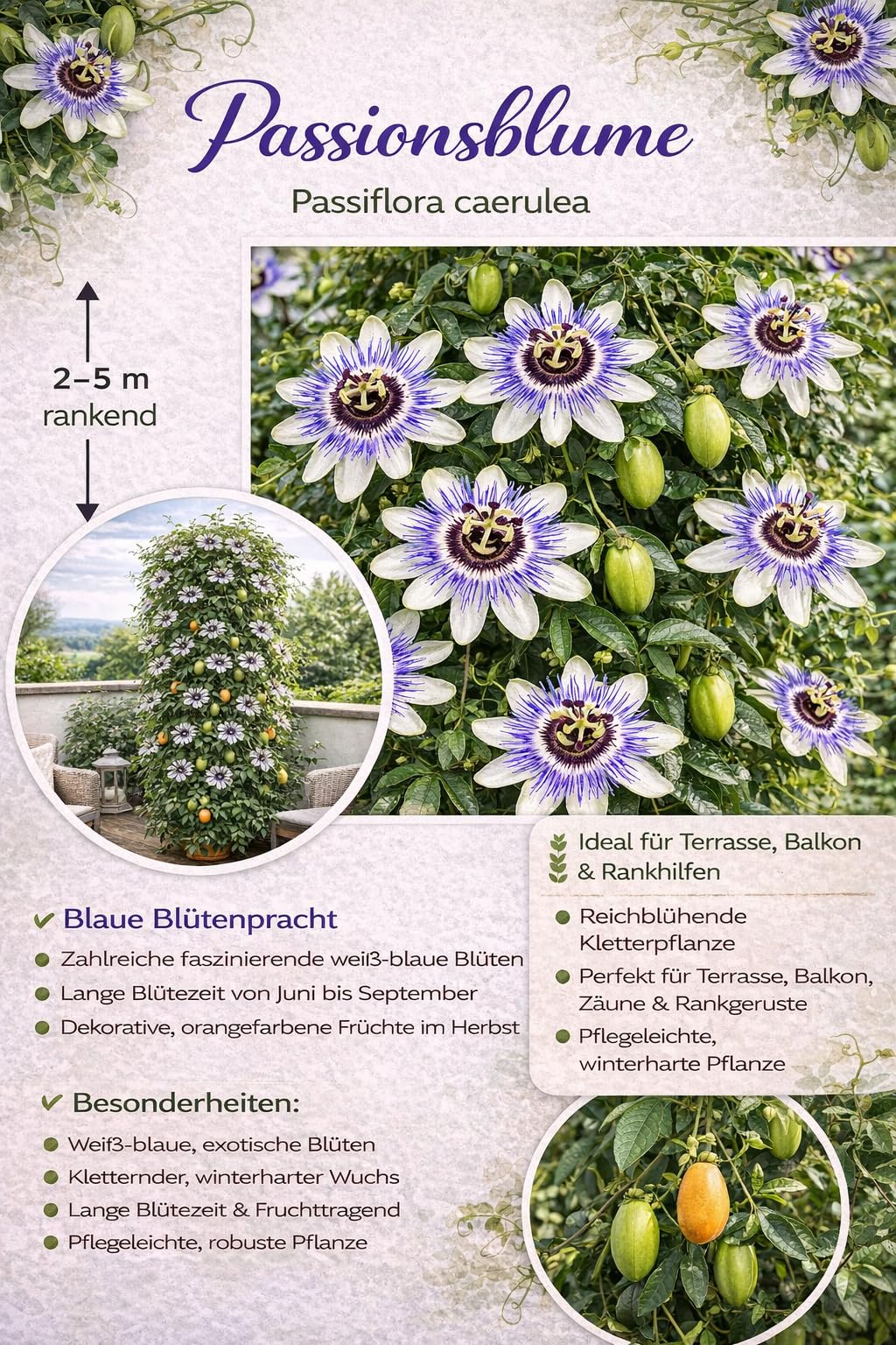 Winterharte Passionsblume Passiflora caerulea 60–70 cm – mehrjährige exotische Kletterpflanze – frostresistent & pflegeleicht – ideal für Garten, Balkon & Terrasse