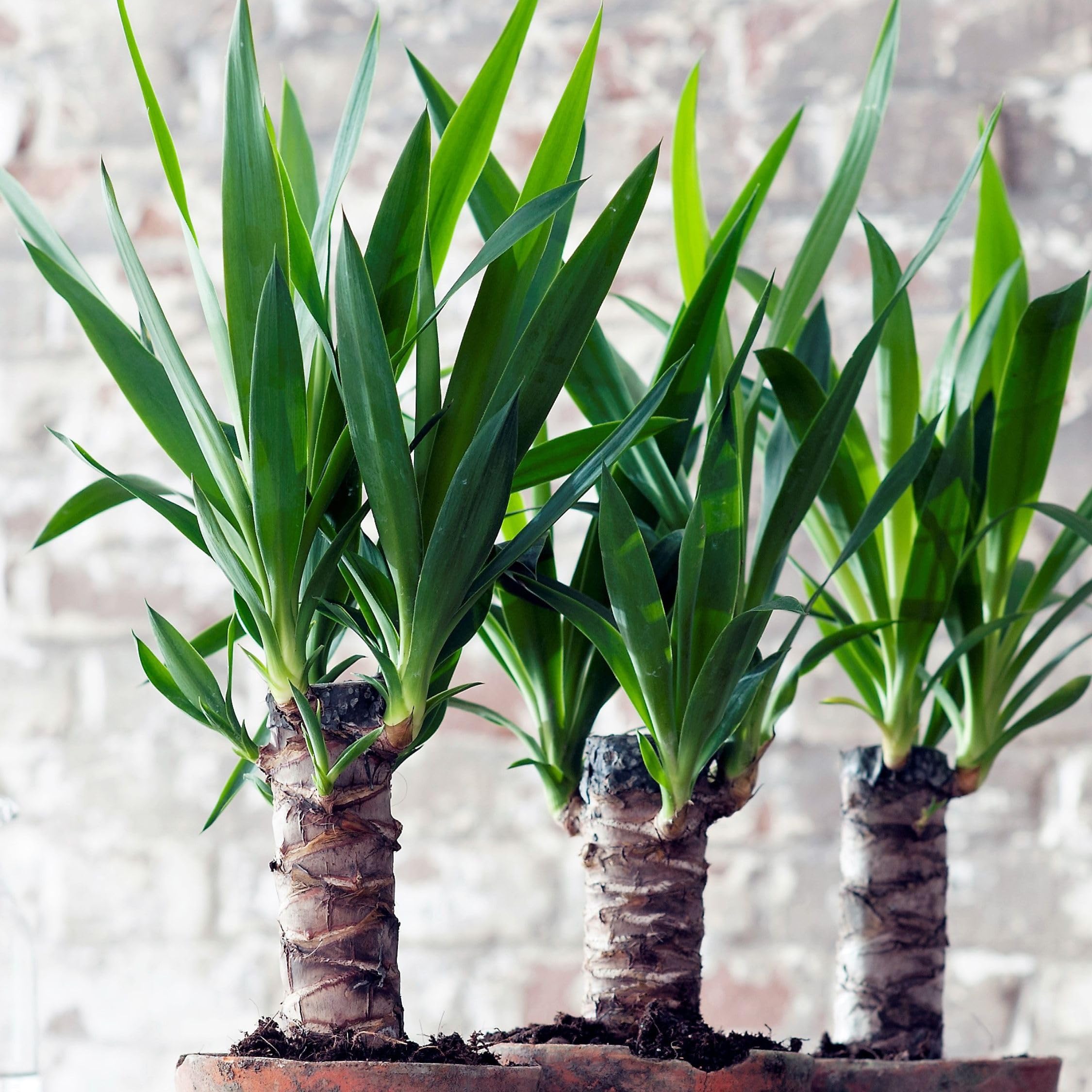 Plant in a Box - Yucca Elephantipes - Set de 3 - Planta de interior - Maceta 21cm - Altura 80-100cm