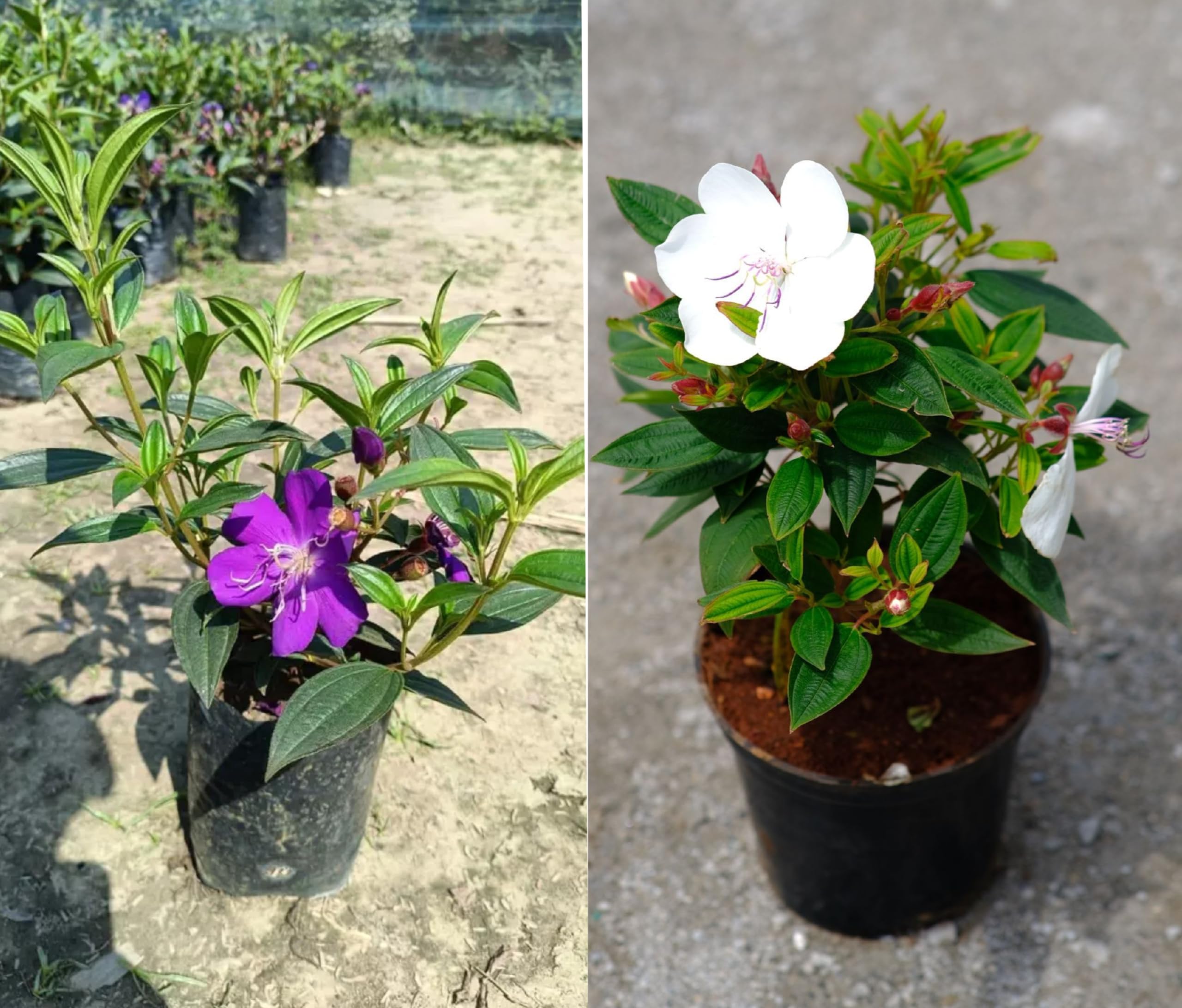 2 HYBRID BEGAM BAHAR FLOWER WHITE AND PURPLE BLUE COLOUR ORGANIC GRAFTING OUTDOOR GARDEN LIVE TREE (TIBOUCHINA) (B0D2BKQSD5) Amazon Price History, Amazon Price Tracker