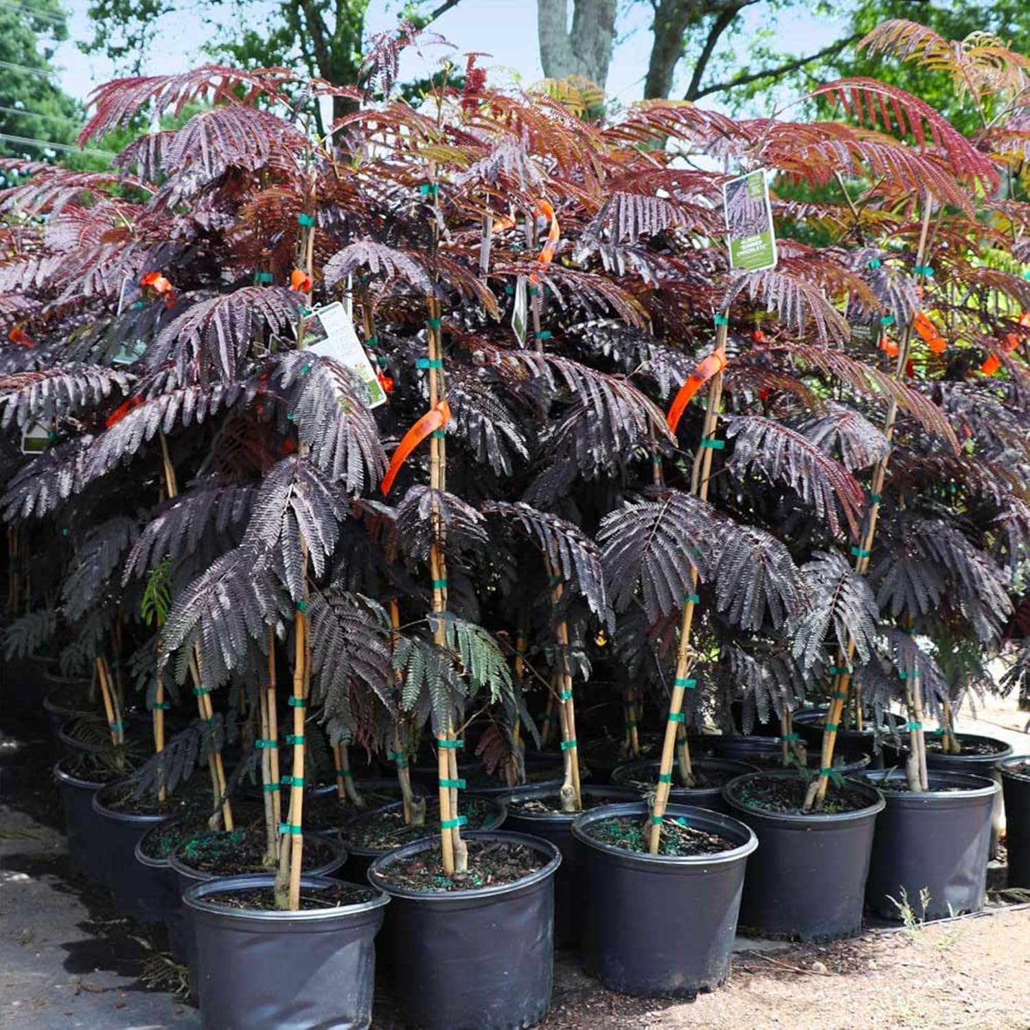 Brighter Blooms - Bloomables® Summer Chocolate Mimosa Tree, 4-5 ft. - No Shipping to AK, AZ, FL, HI, NJ, OR, WI