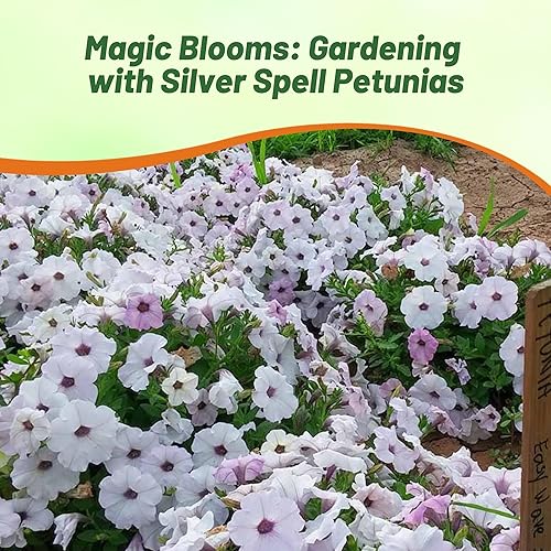 Miniatura 5 de Outsidepride Silver Easy Wave - Semillas de petunia  15 piezas de semillas de flores anuales, compactas y extendidas para plantar flores vibrantes