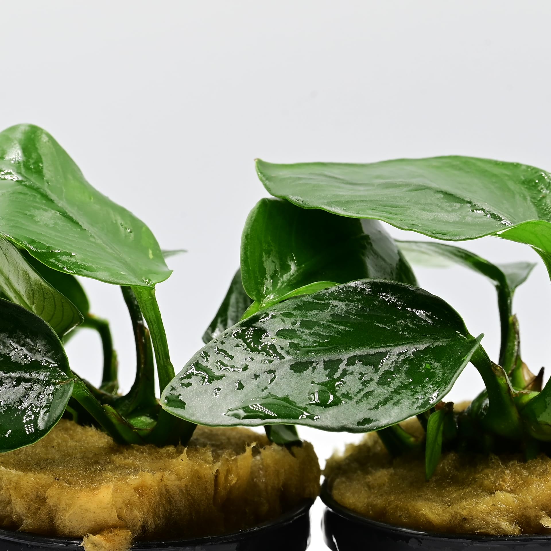 AquaBreedingSkill Set de 3 plantes d’aquarium vivante pour eau douce, plante verte décorative pour aquarium, idéale pour poissons et crevettes – avec passeport phyto (Nana 3 pcs)
