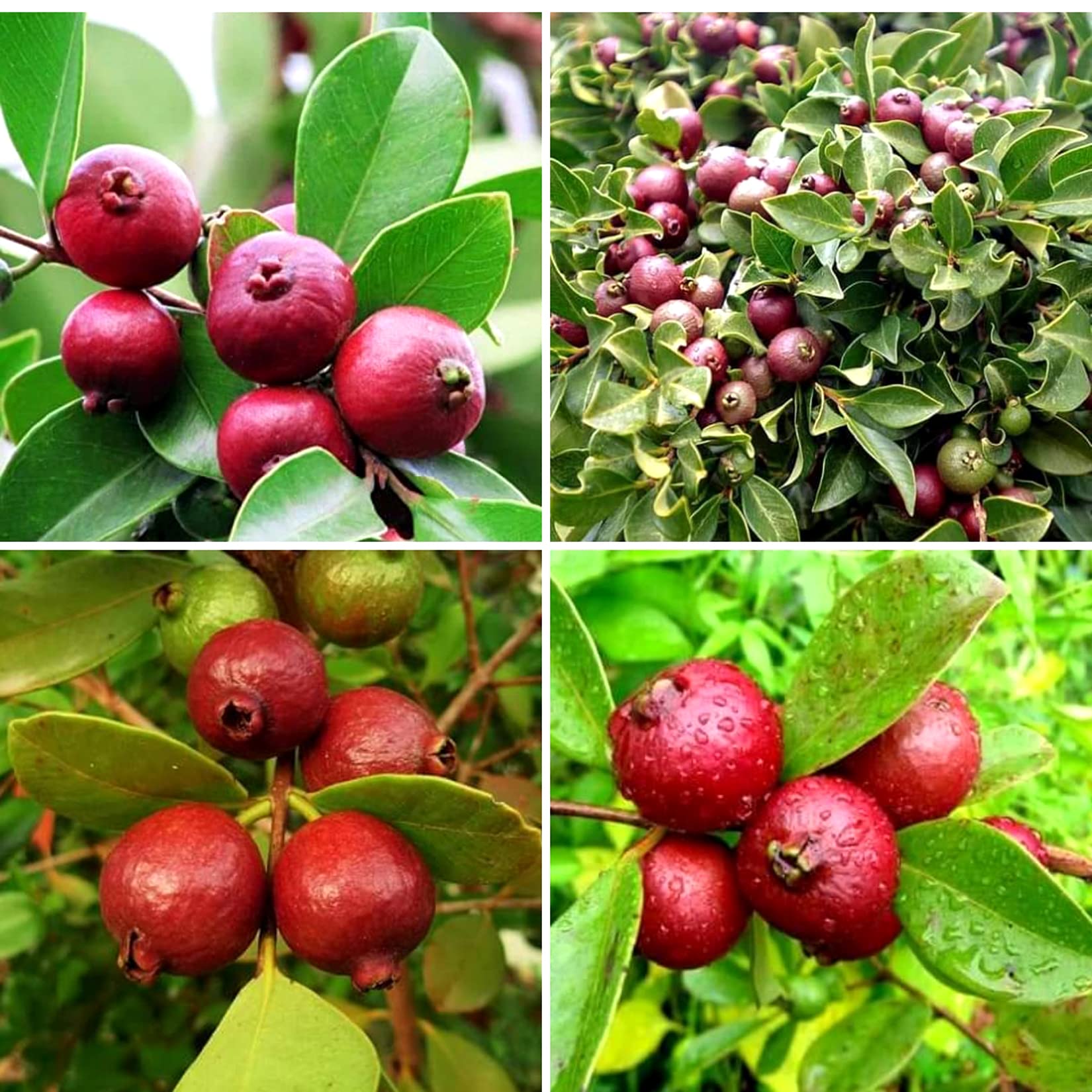 See full amazon price history chart for AGRO ALIVE Dwarf Red Strawberry Guava Exotic Live Plant (1 airlayered Plant) AGRO ALIVE Dwarf Red Strawberry Guava Exotic Live Plant (1 airlayered Plant) (B0BNF5DTGF) Amazon Price History, Amazon Price Tracker